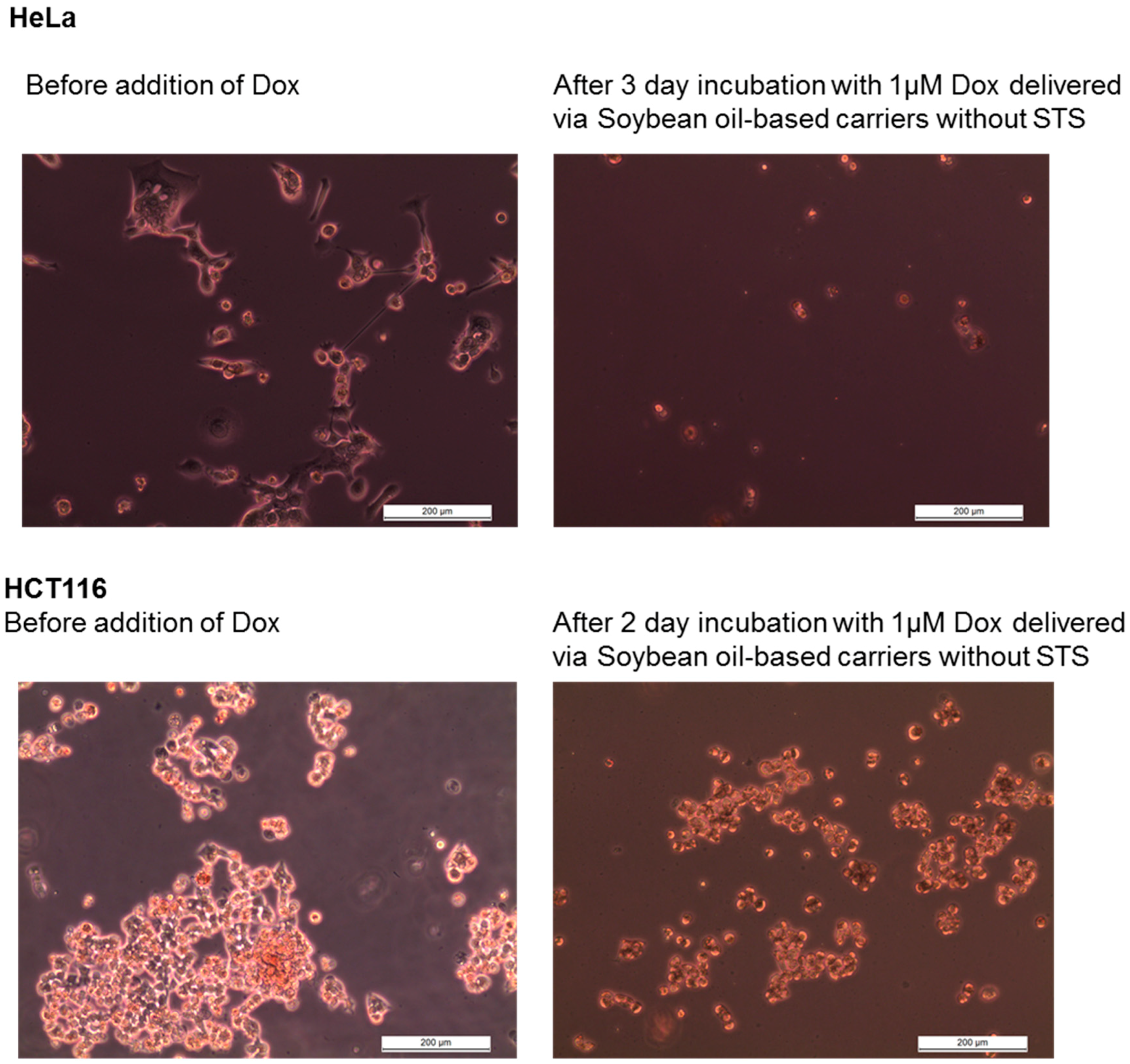 Biomedicines 04 00022 g004