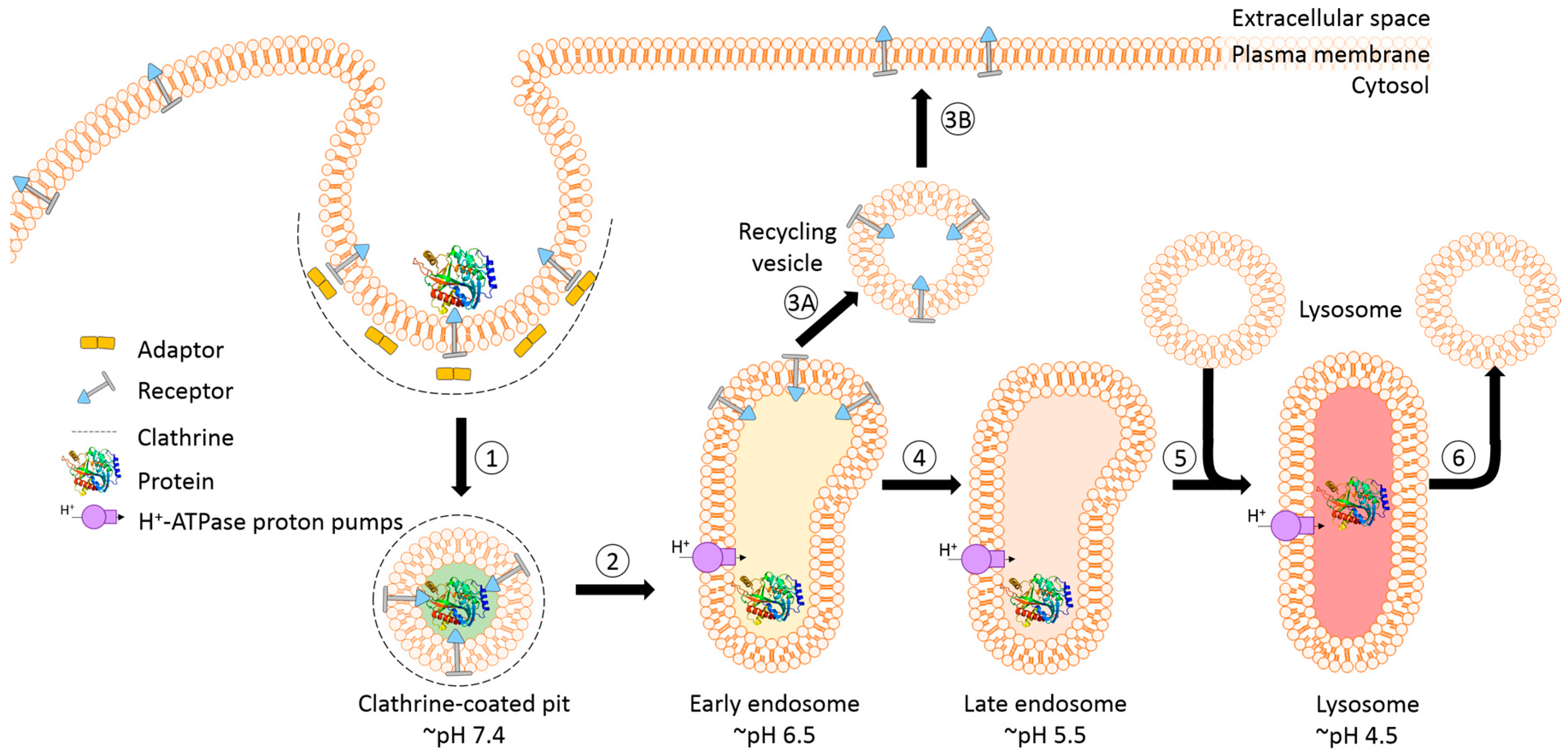 Biomedicines 05 00014 g004