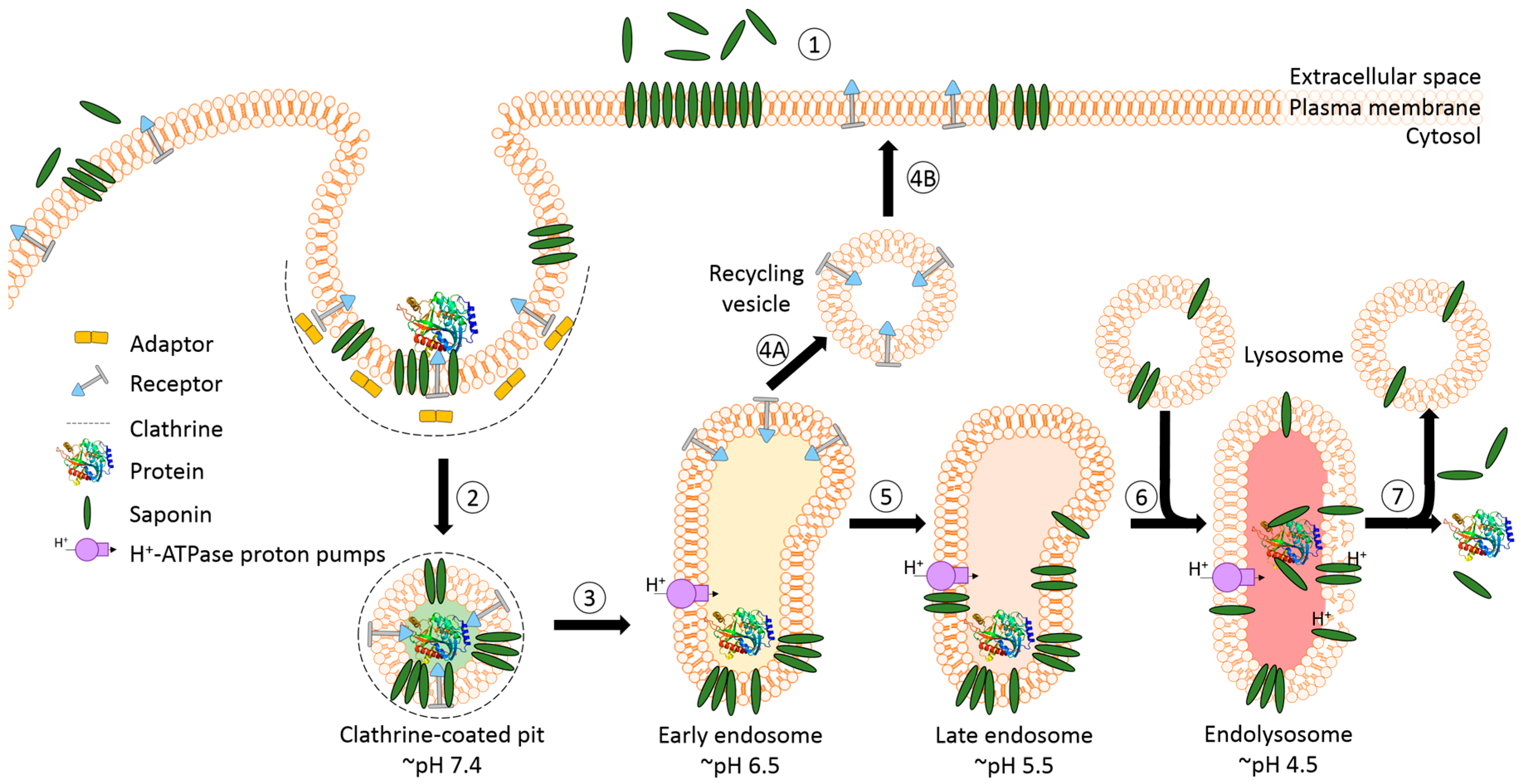 Biomedicines 05 00014 g005