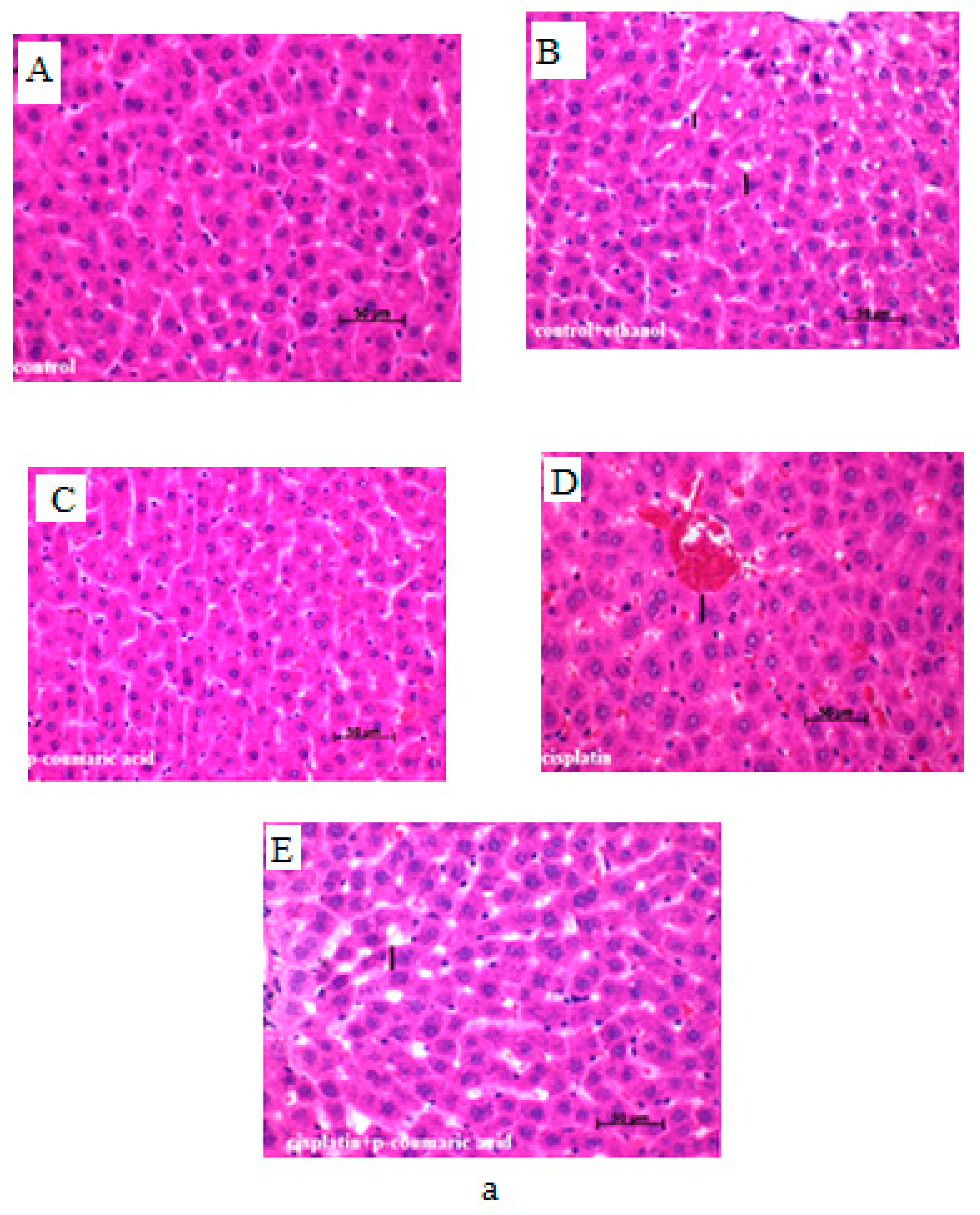 Biomedicines 05 00018 g002a