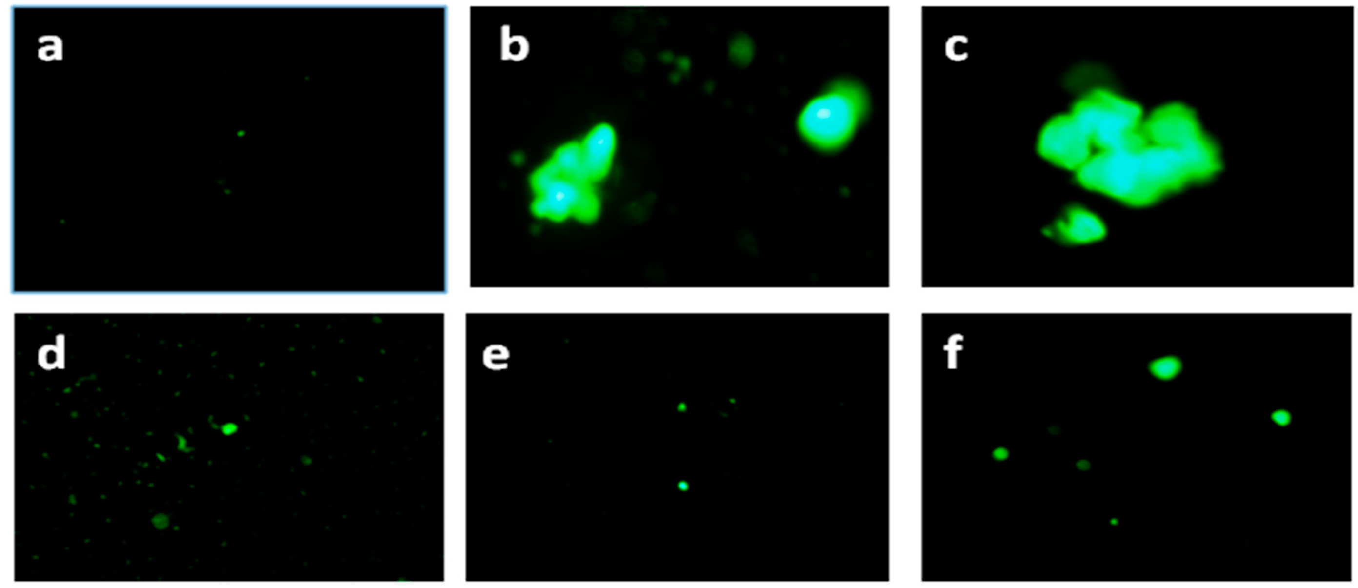 Biomedicines 05 00019 g003