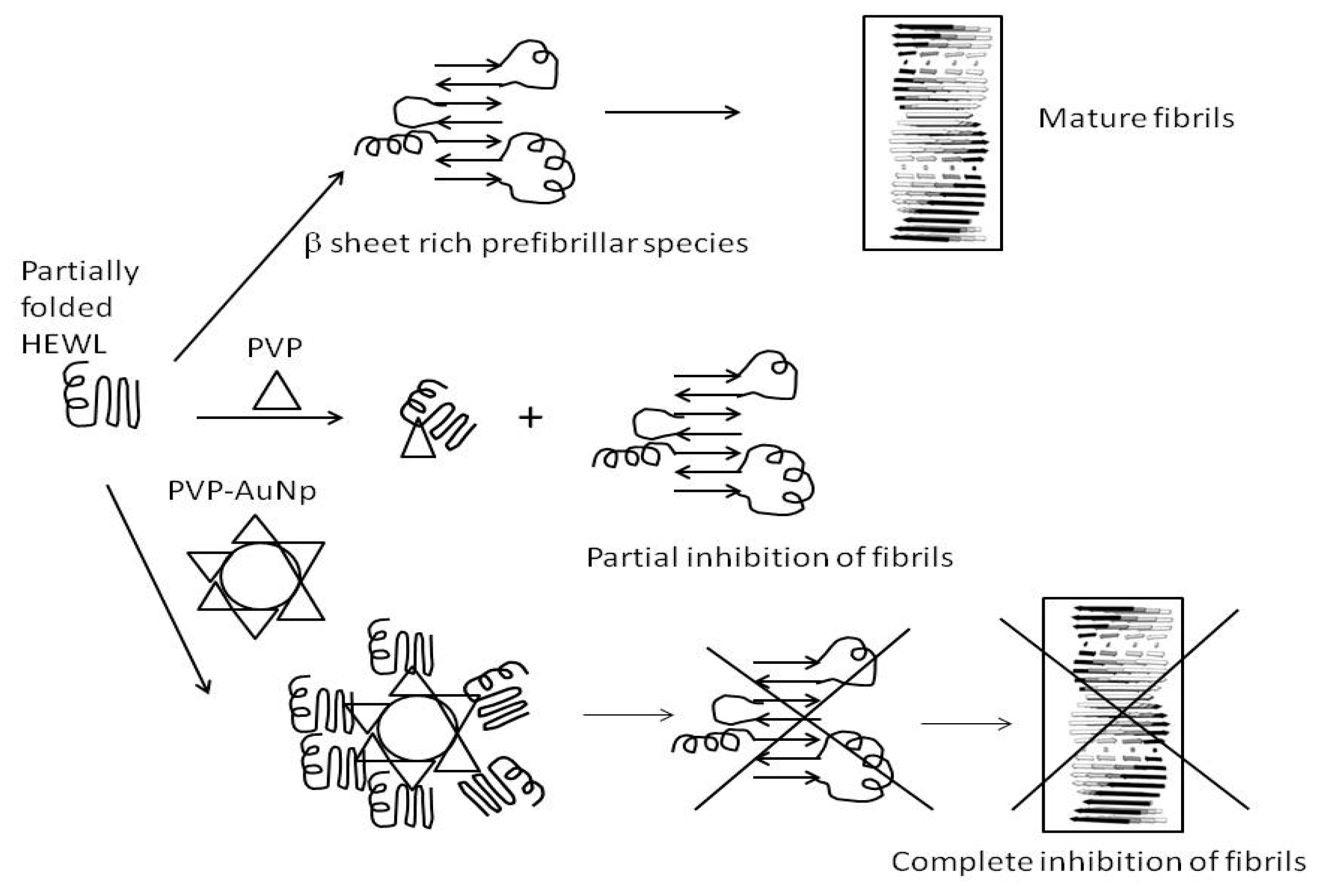 Biomedicines 05 00019 g007