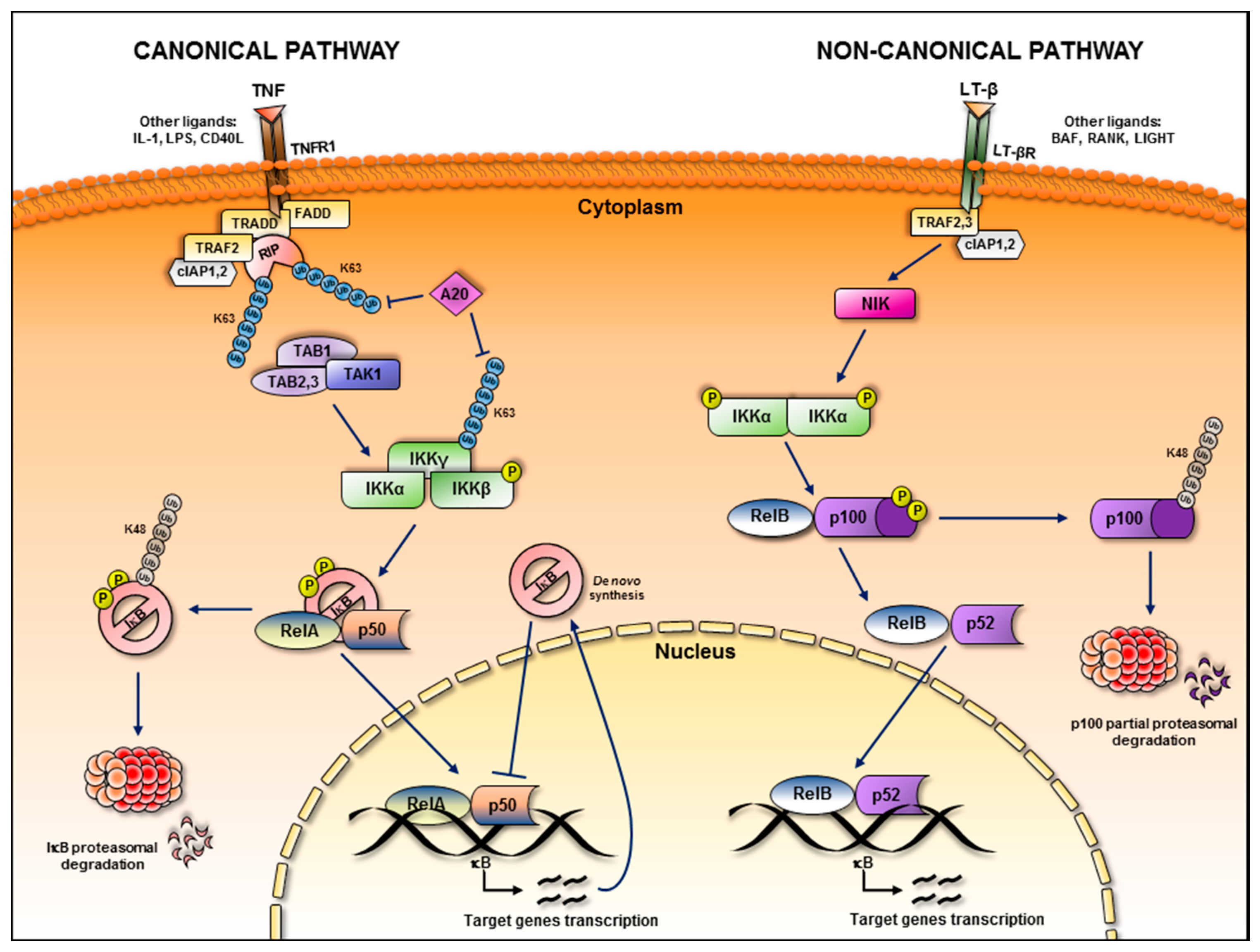 Biomedicines 05 00021 g001