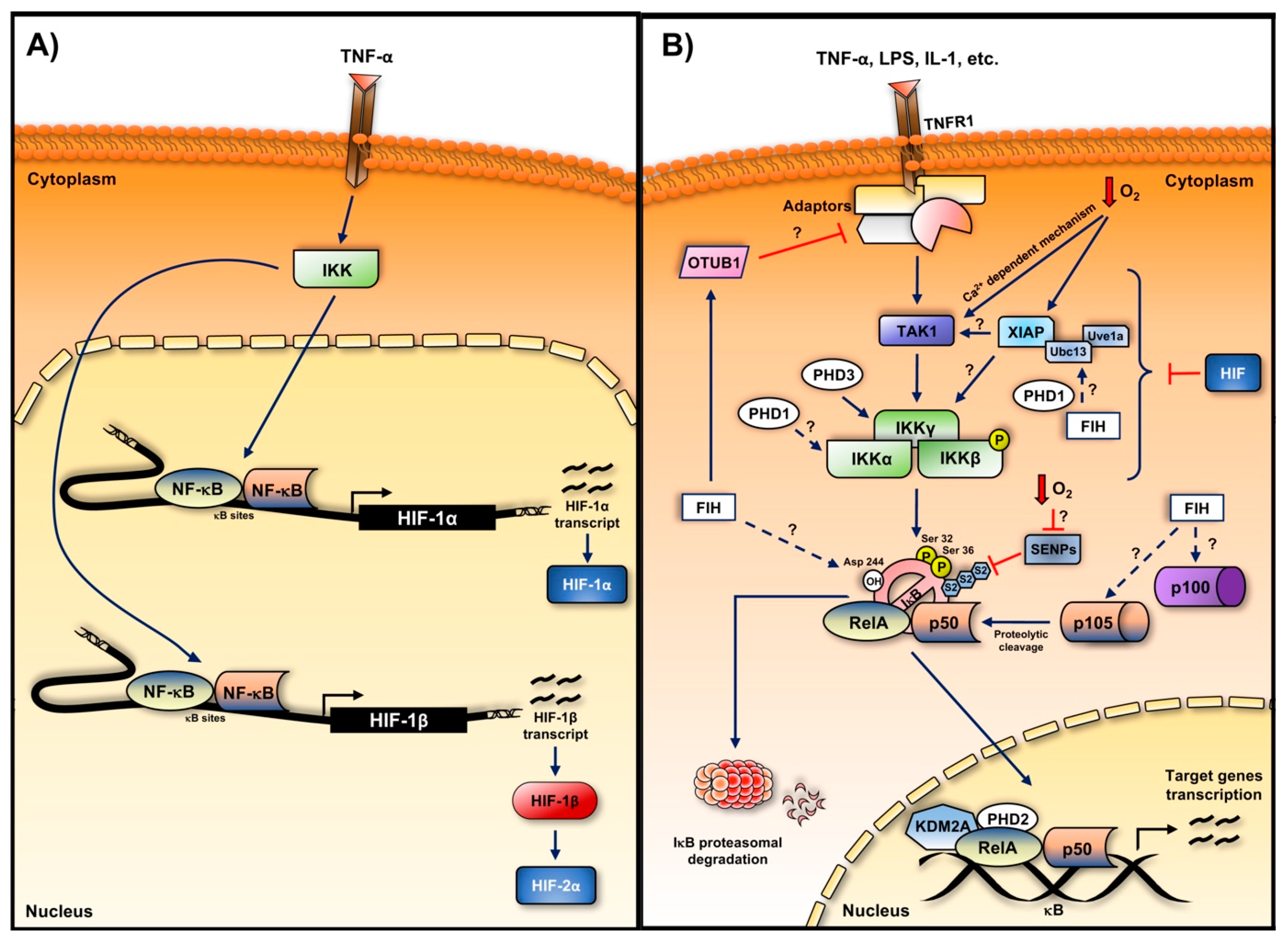 Biomedicines 05 00021 g003