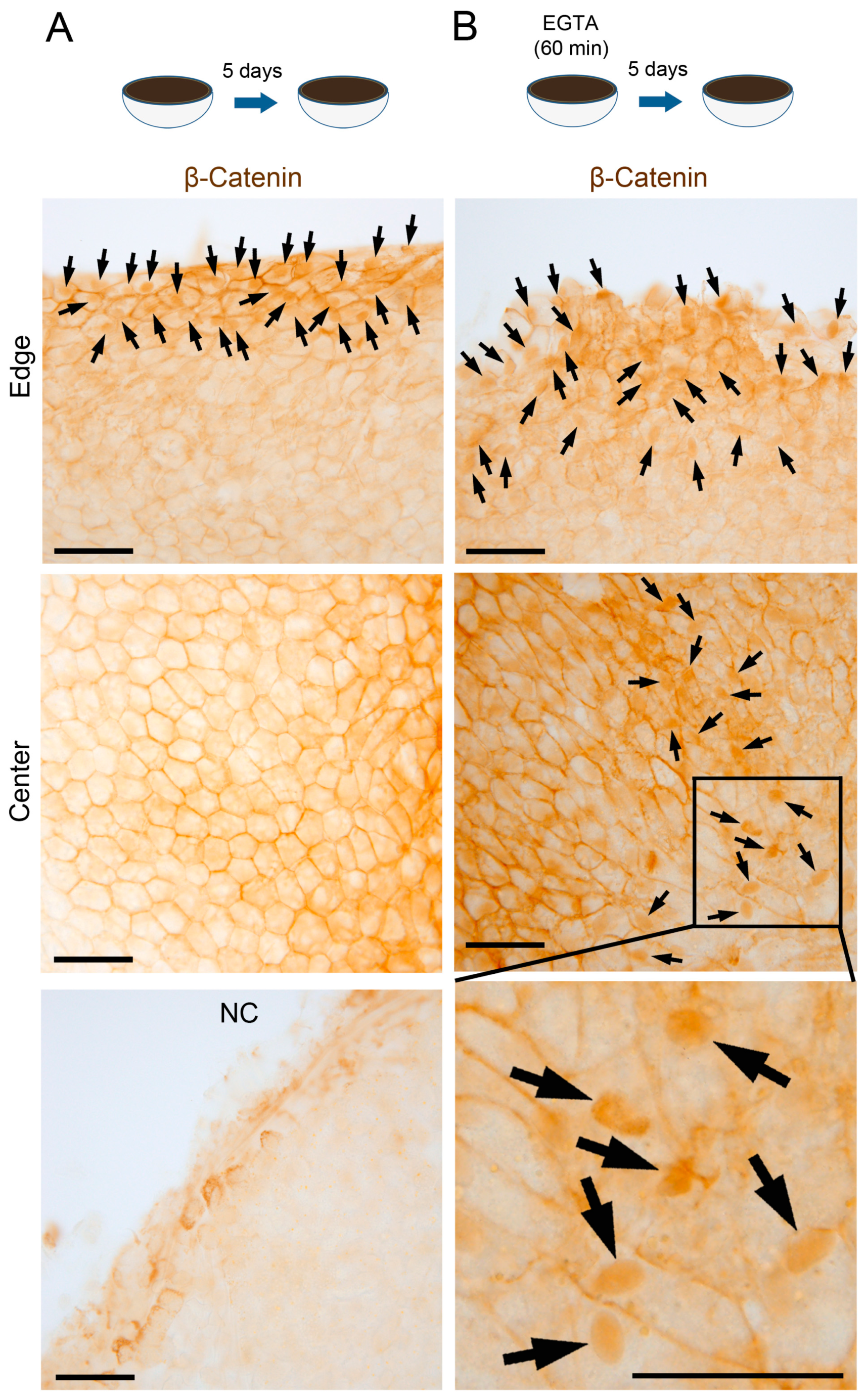 Biomedicines 05 00025 g003