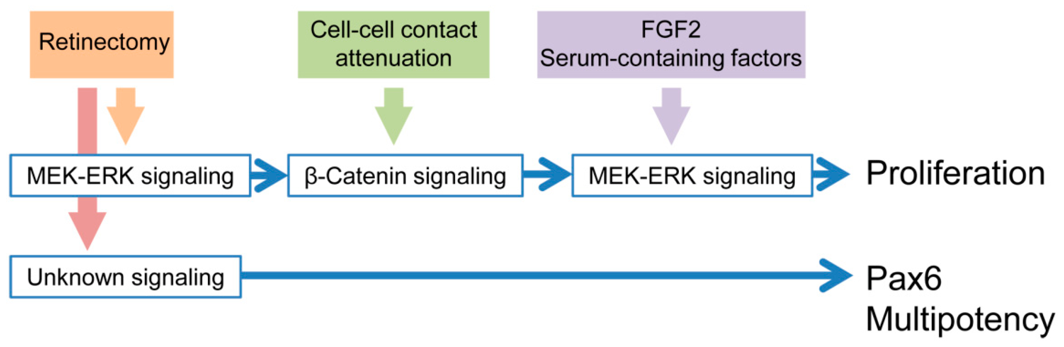 Biomedicines 05 00025 g008