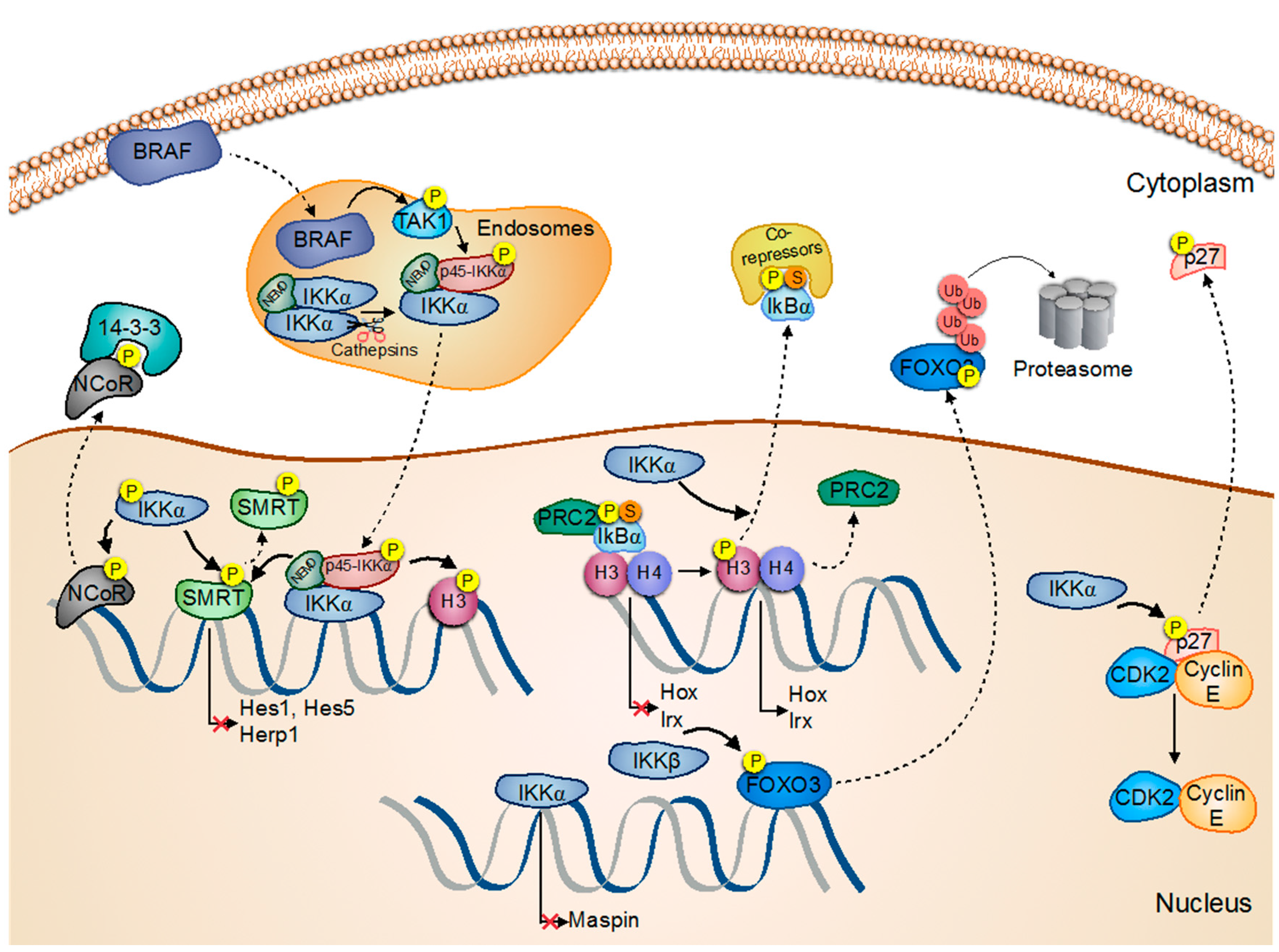 Biomedicines 05 00026 g001