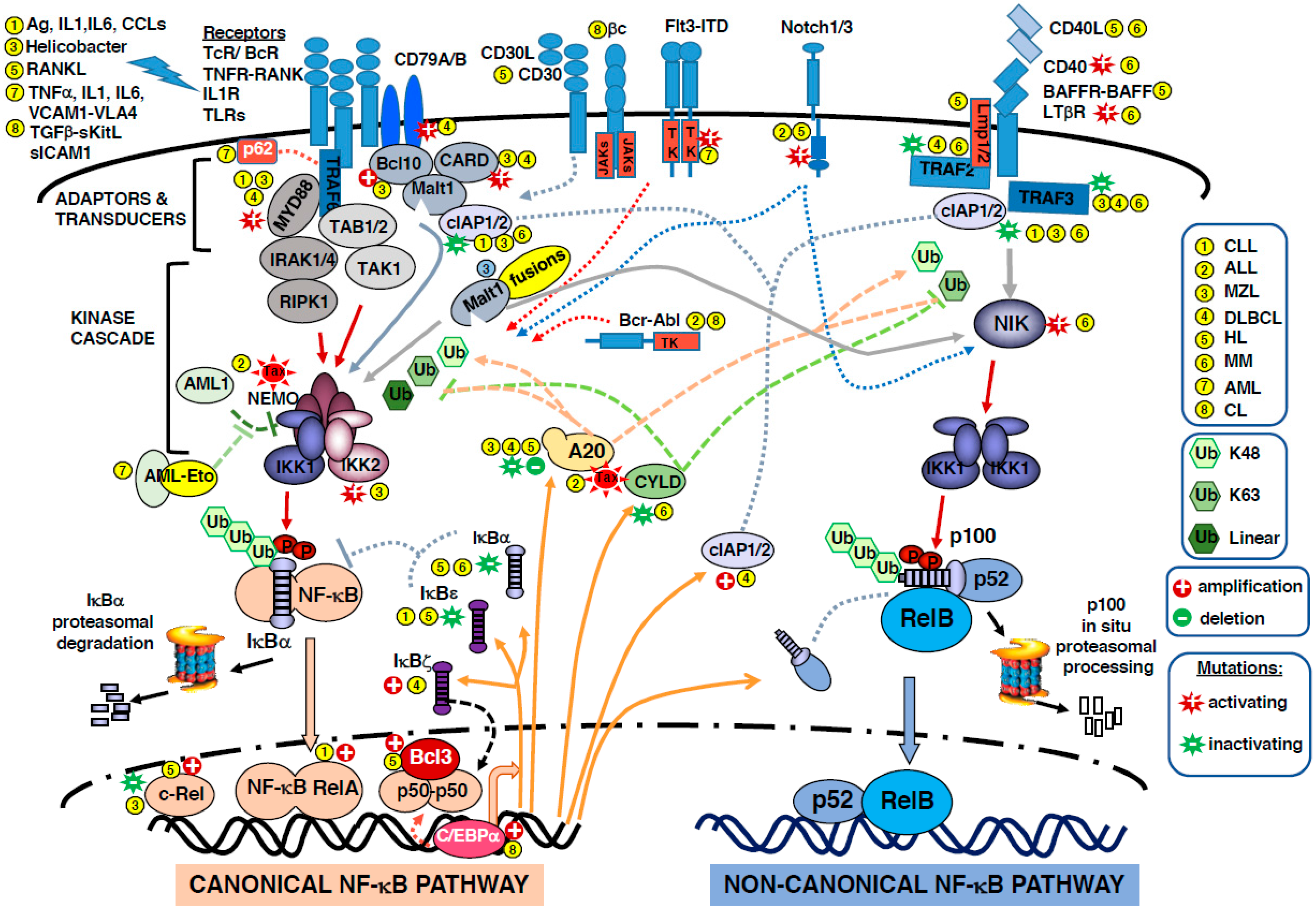 Biomedicines 05 00027 g001