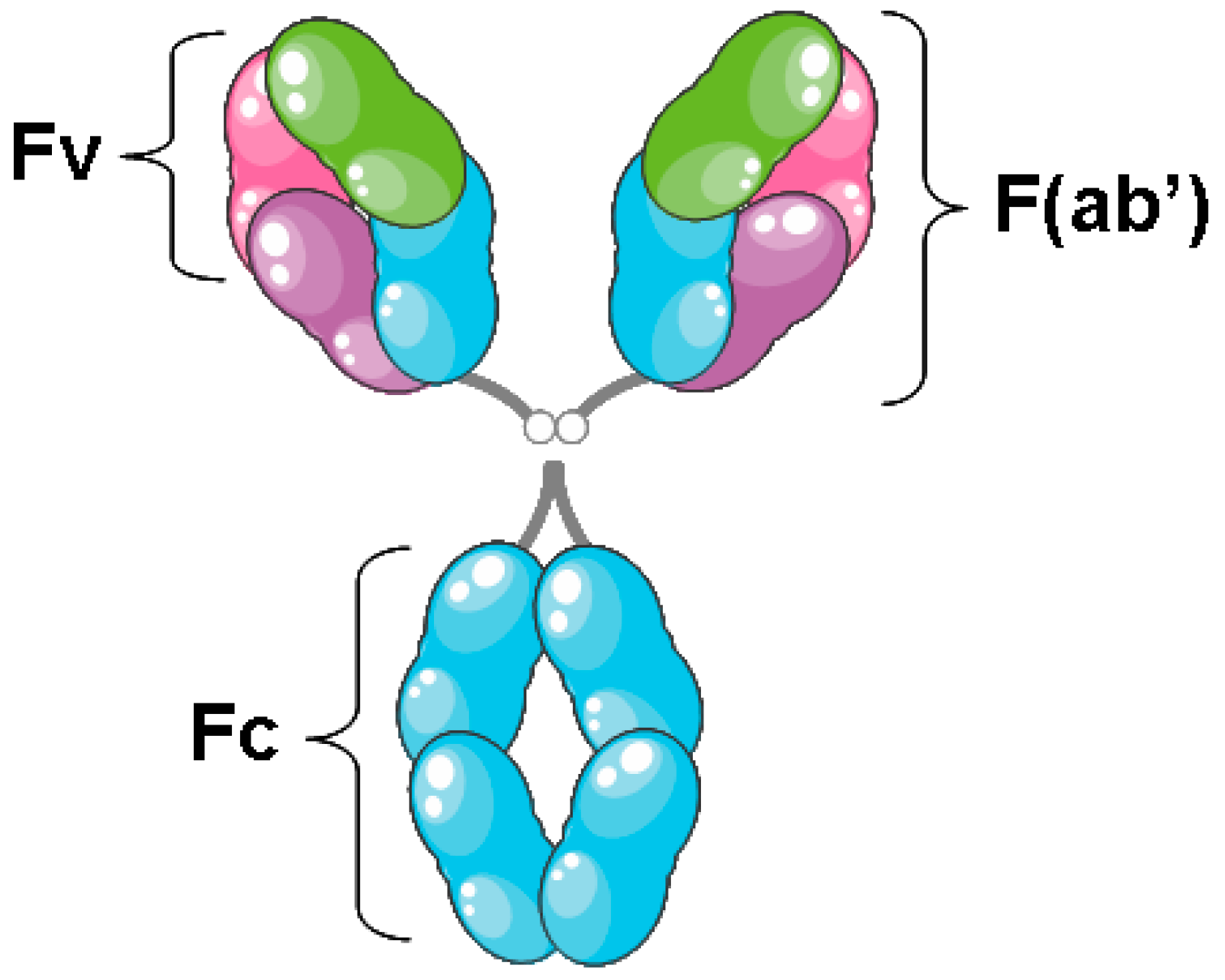 Biomedicines 05 00028 g001