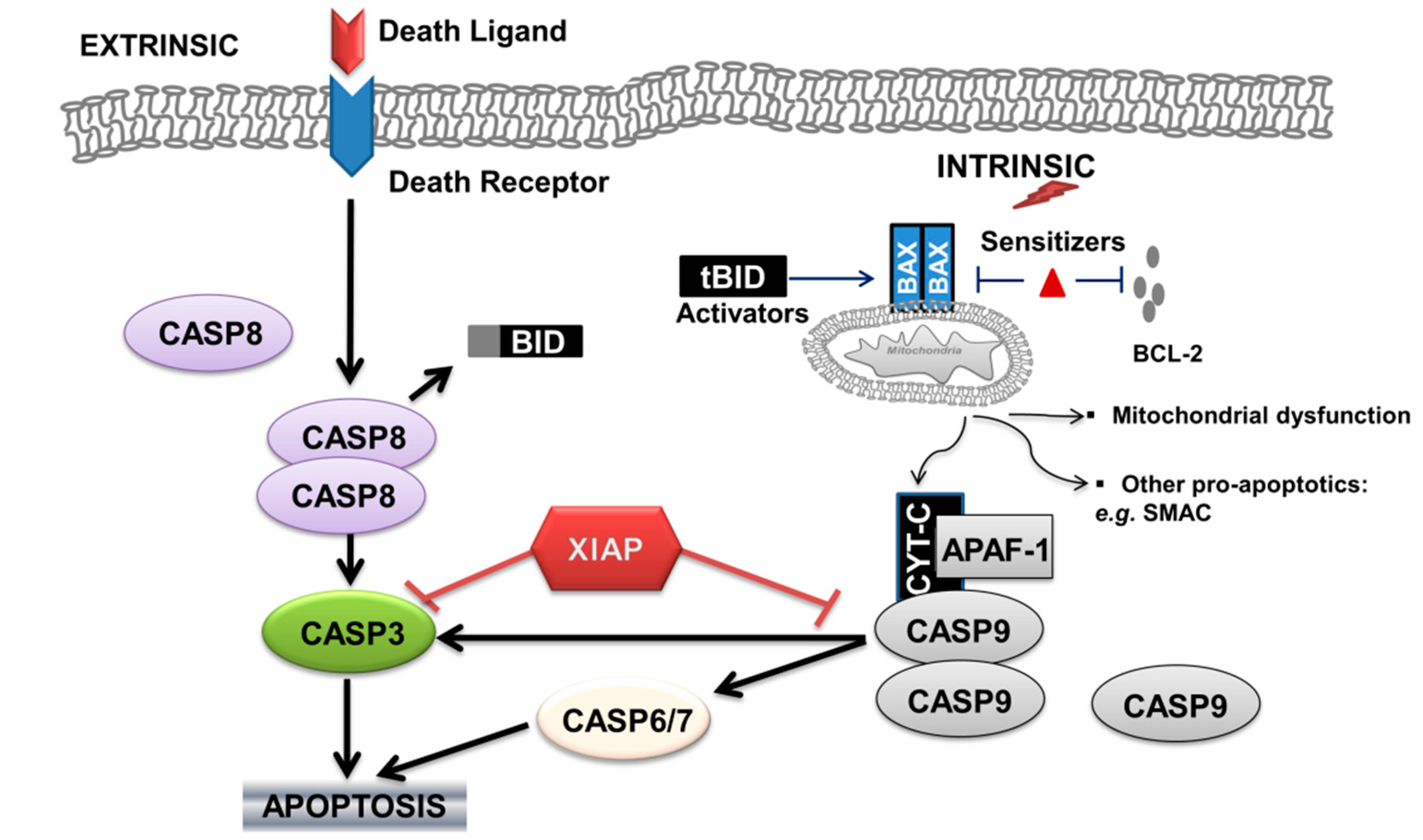 Biomedicines 05 00030 g001