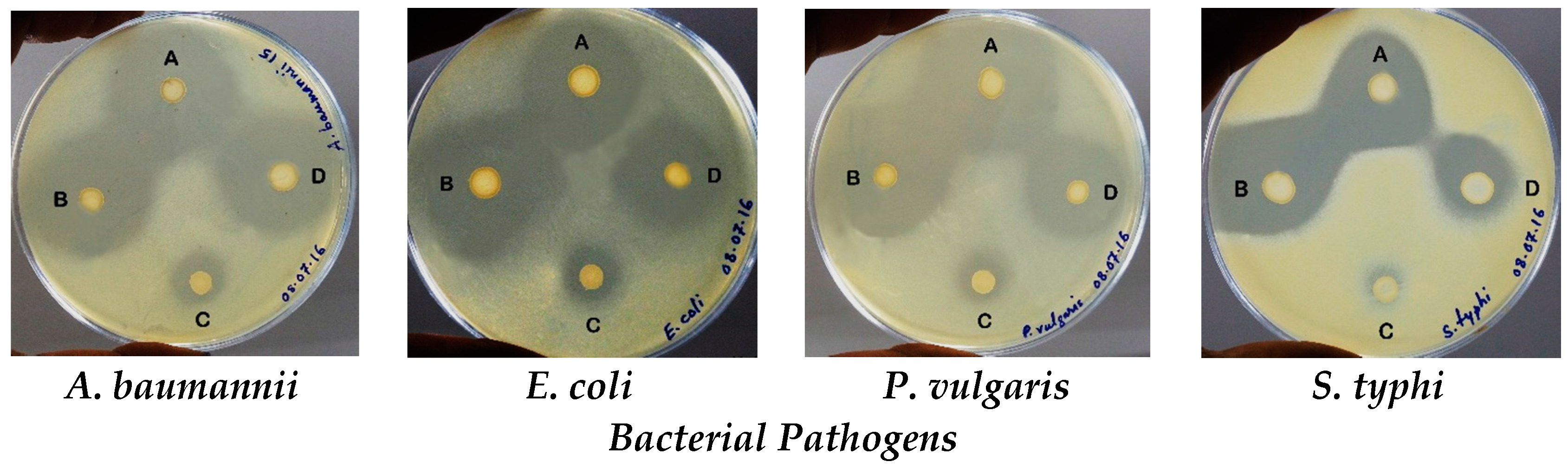 Biomedicines 05 00031 g001