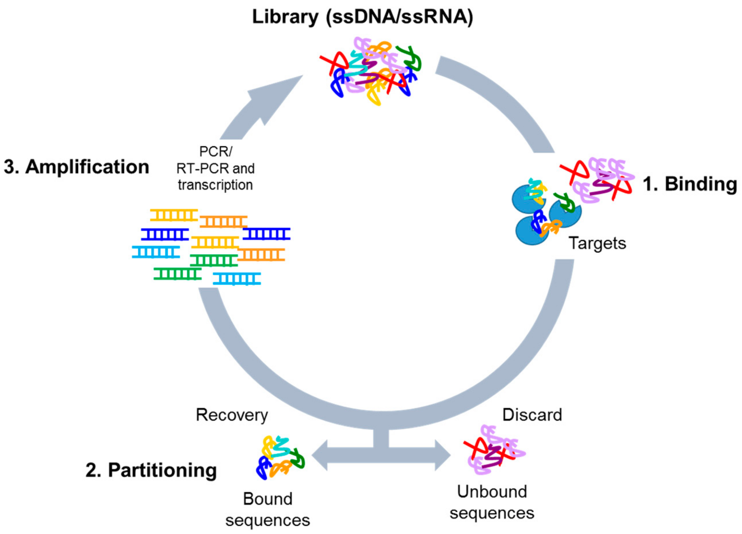 Biomedicines 05 00049 g001