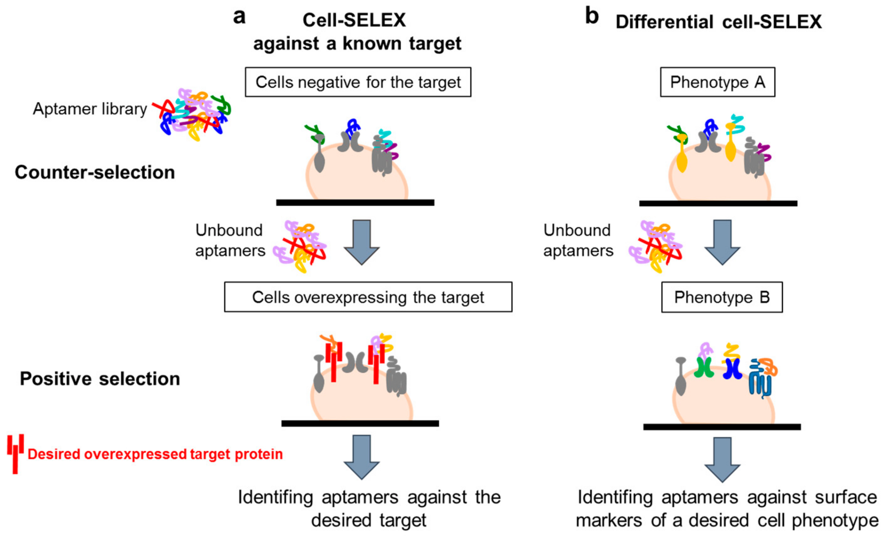 Biomedicines 05 00049 g002