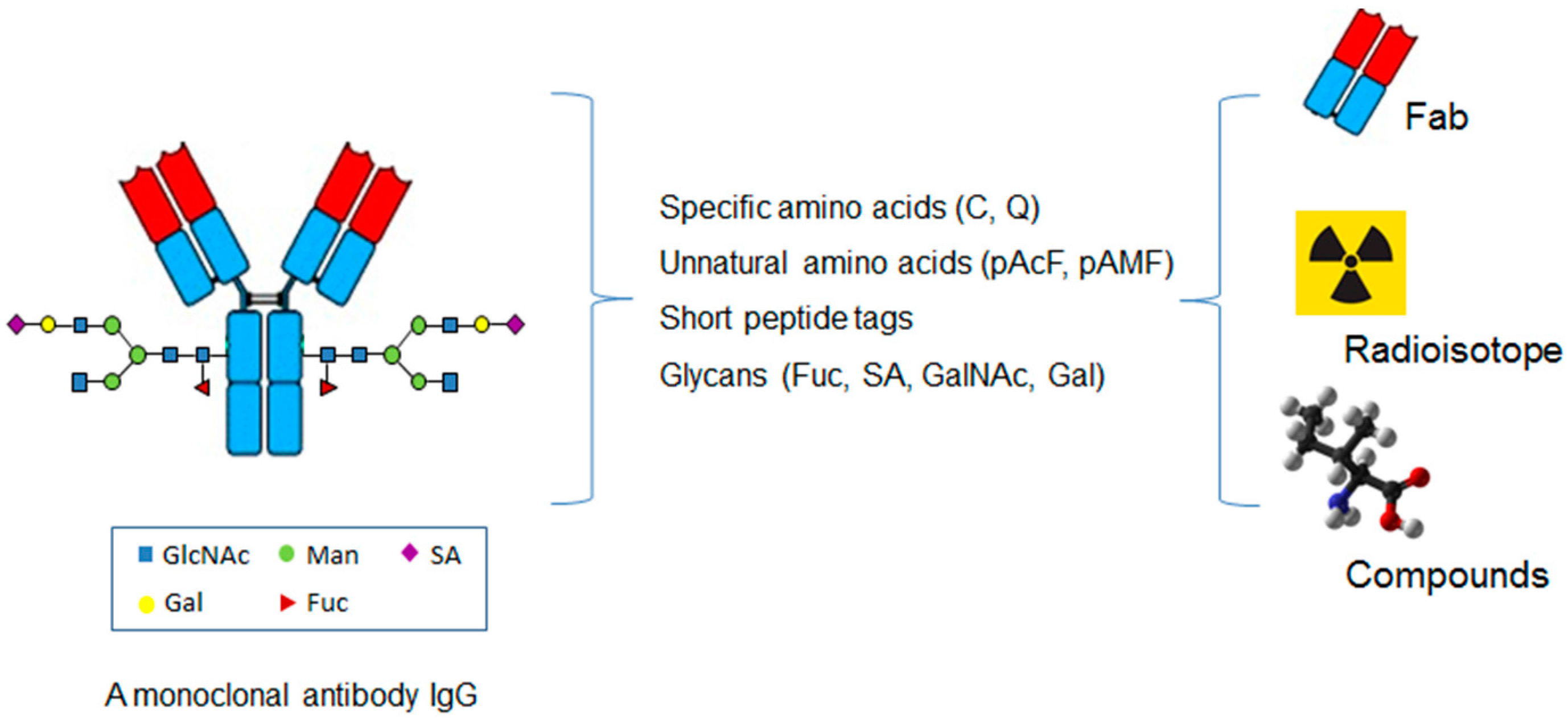 Biomedicines 05 00064 g003