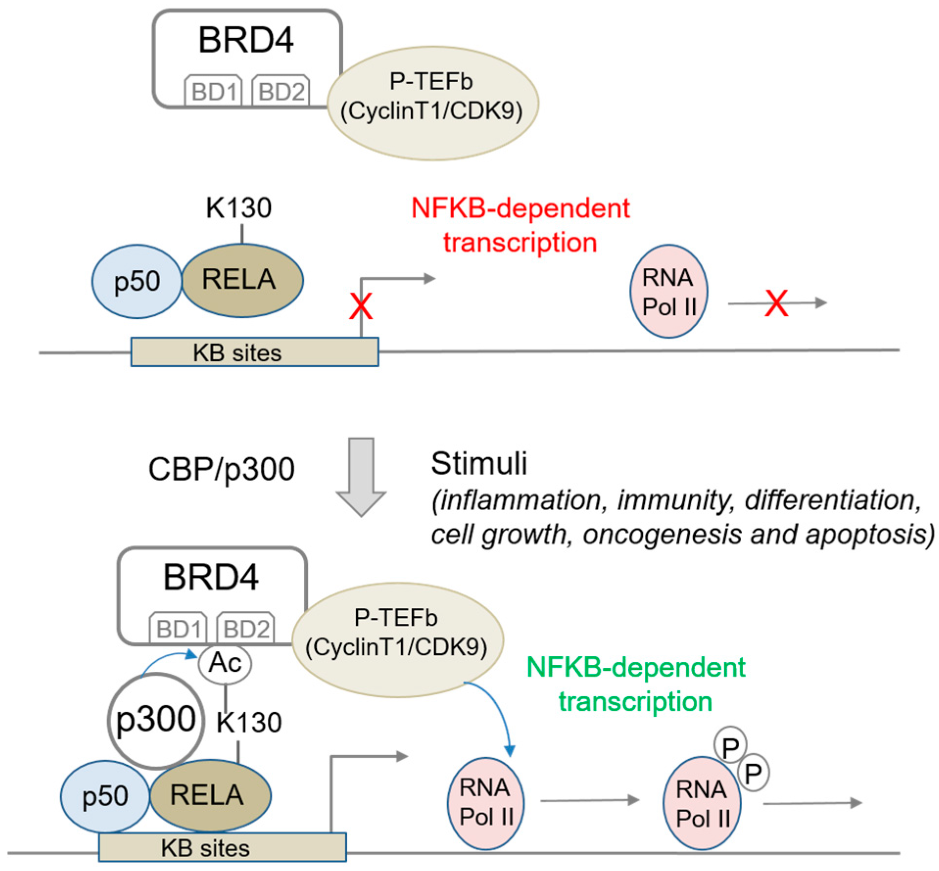 Biomedicines 06 00016 g002