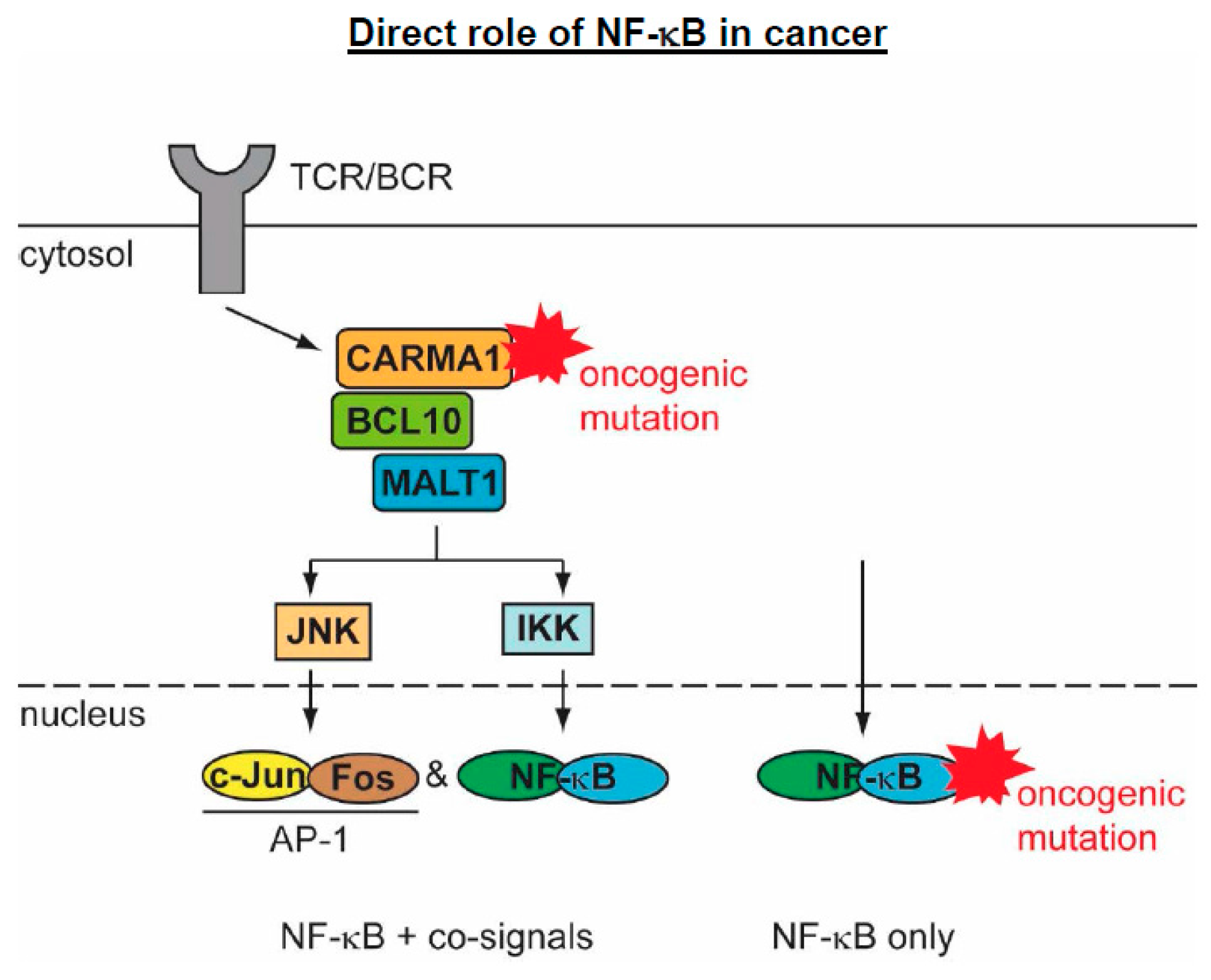 Biomedicines 06 00036 g004