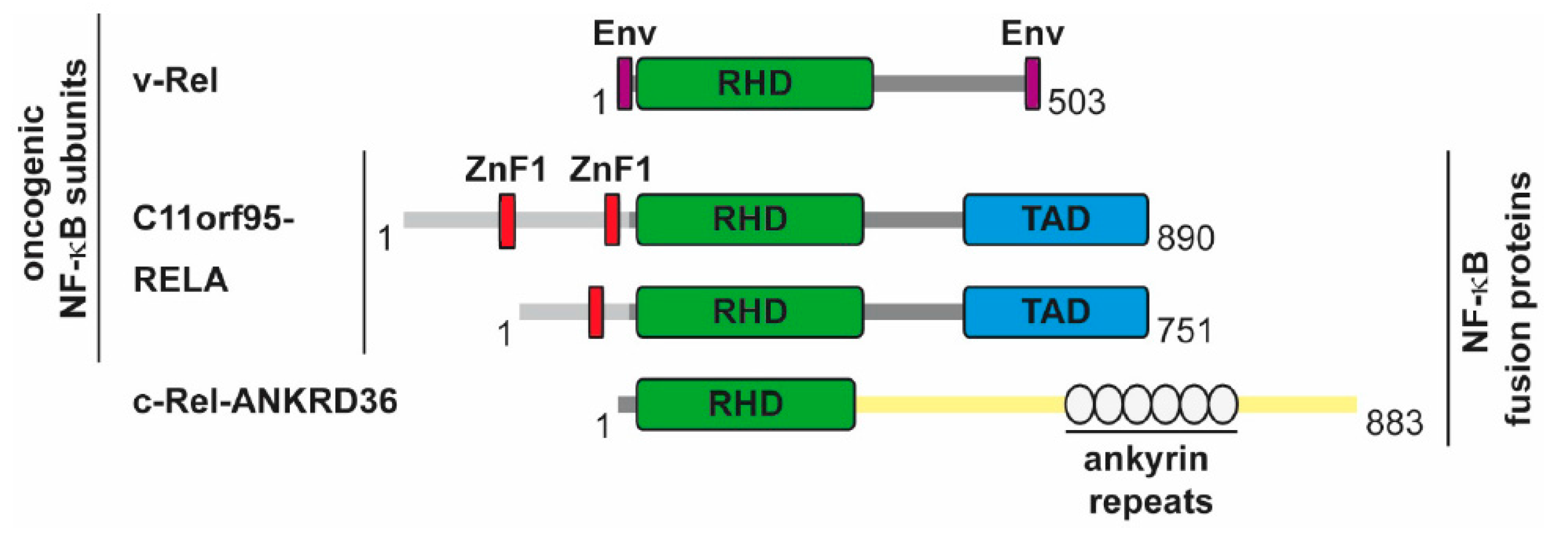 Biomedicines 06 00036 g005