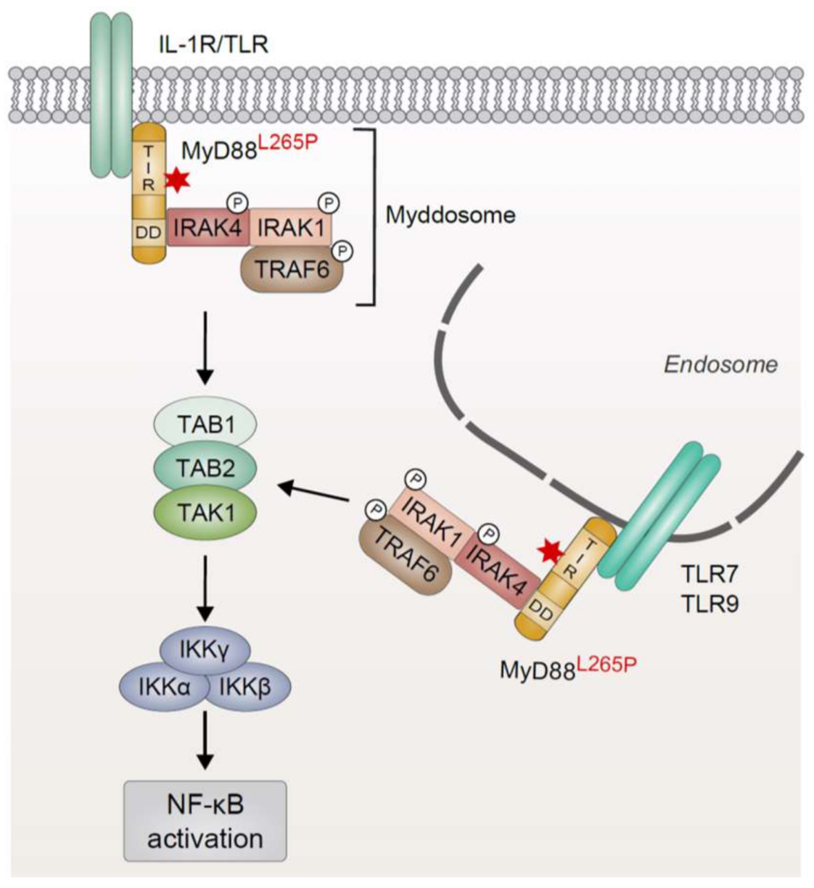 Biomedicines 06 00038 g001