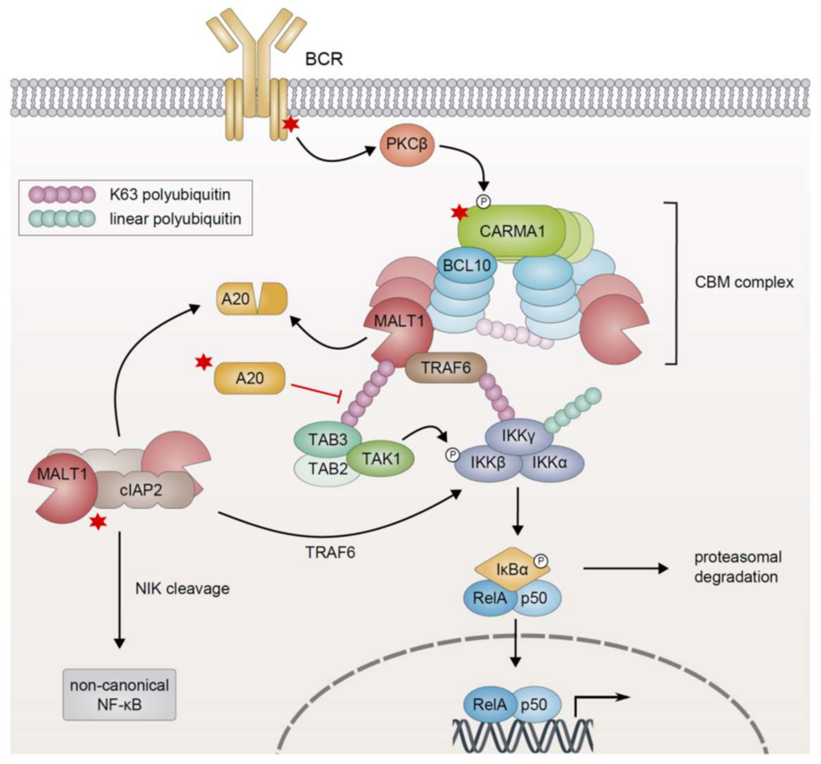 Biomedicines 06 00038 g003