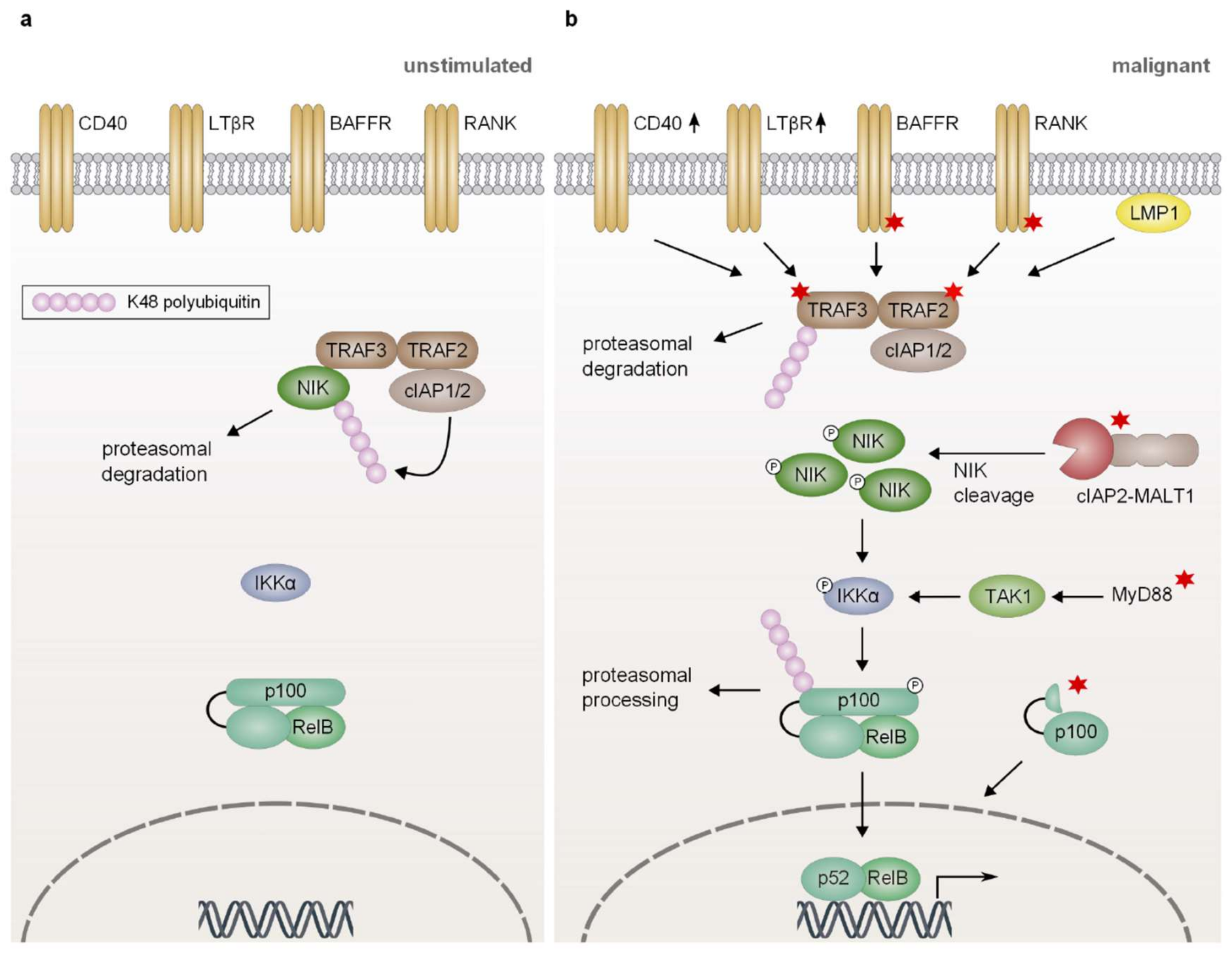Biomedicines 06 00038 g004