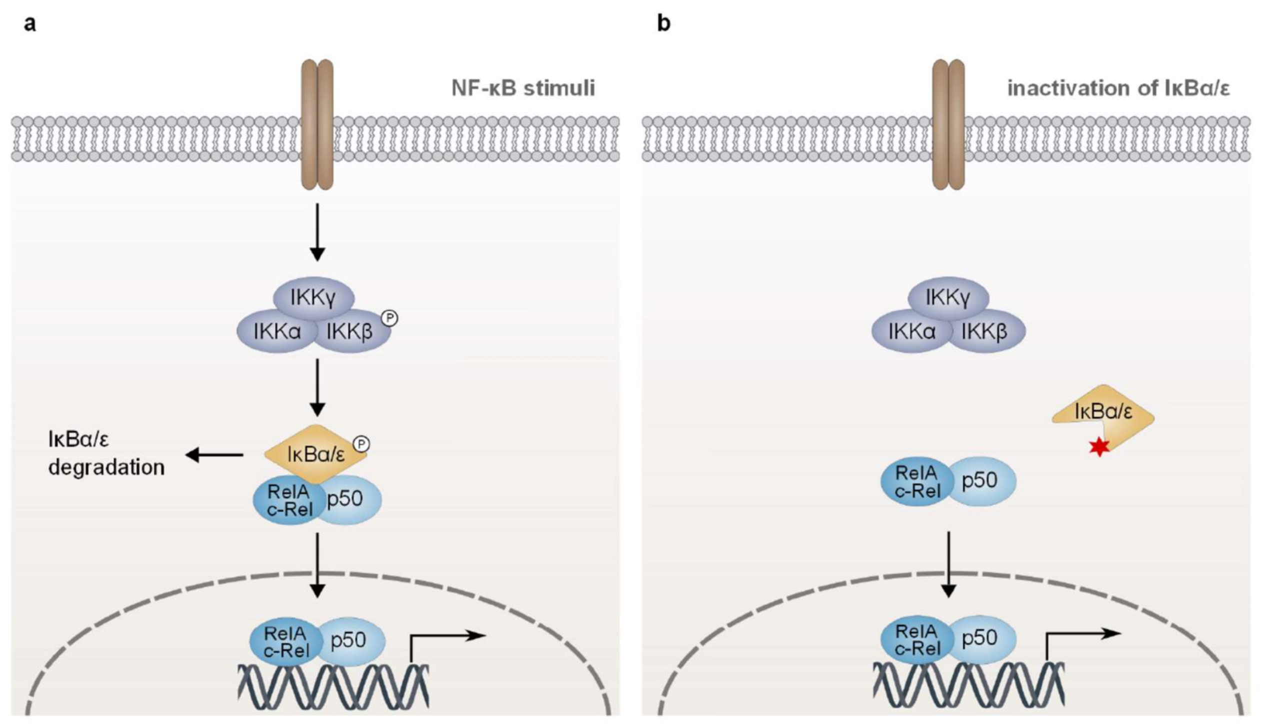 Biomedicines 06 00038 g005