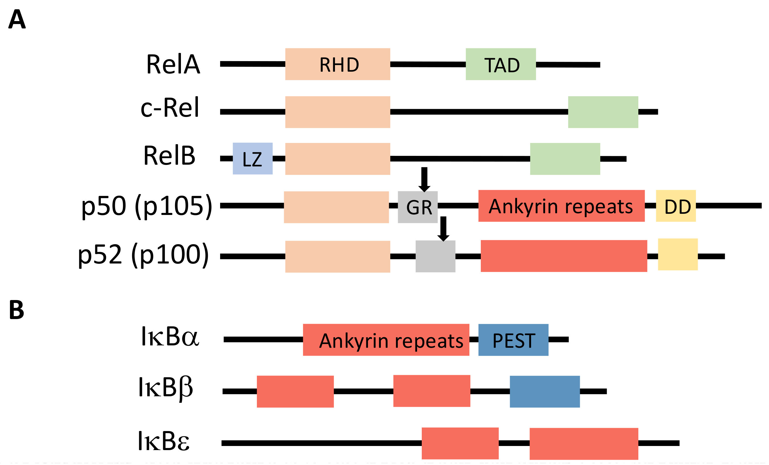 Biomedicines 06 00043 g001