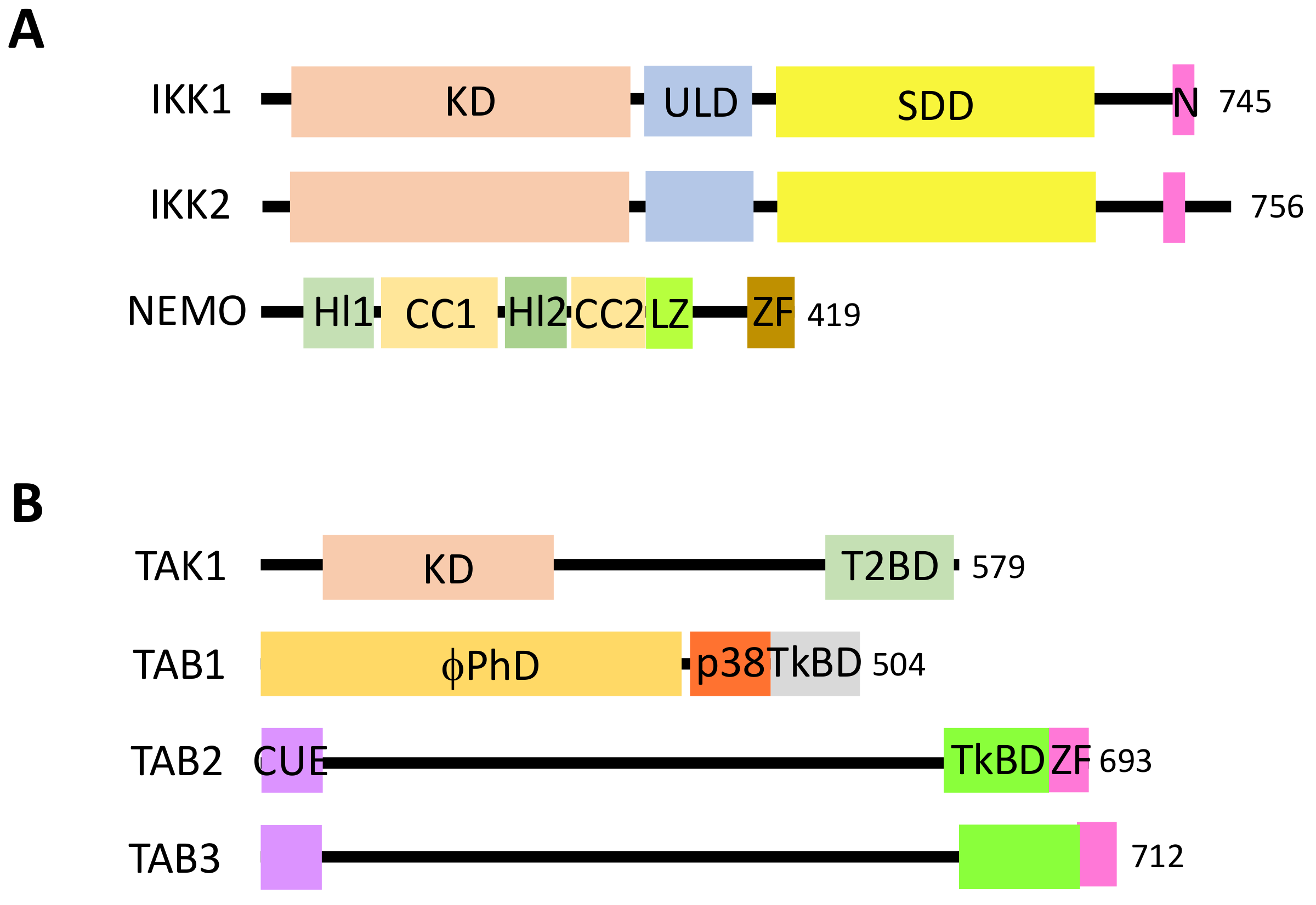Biomedicines 06 00043 g003