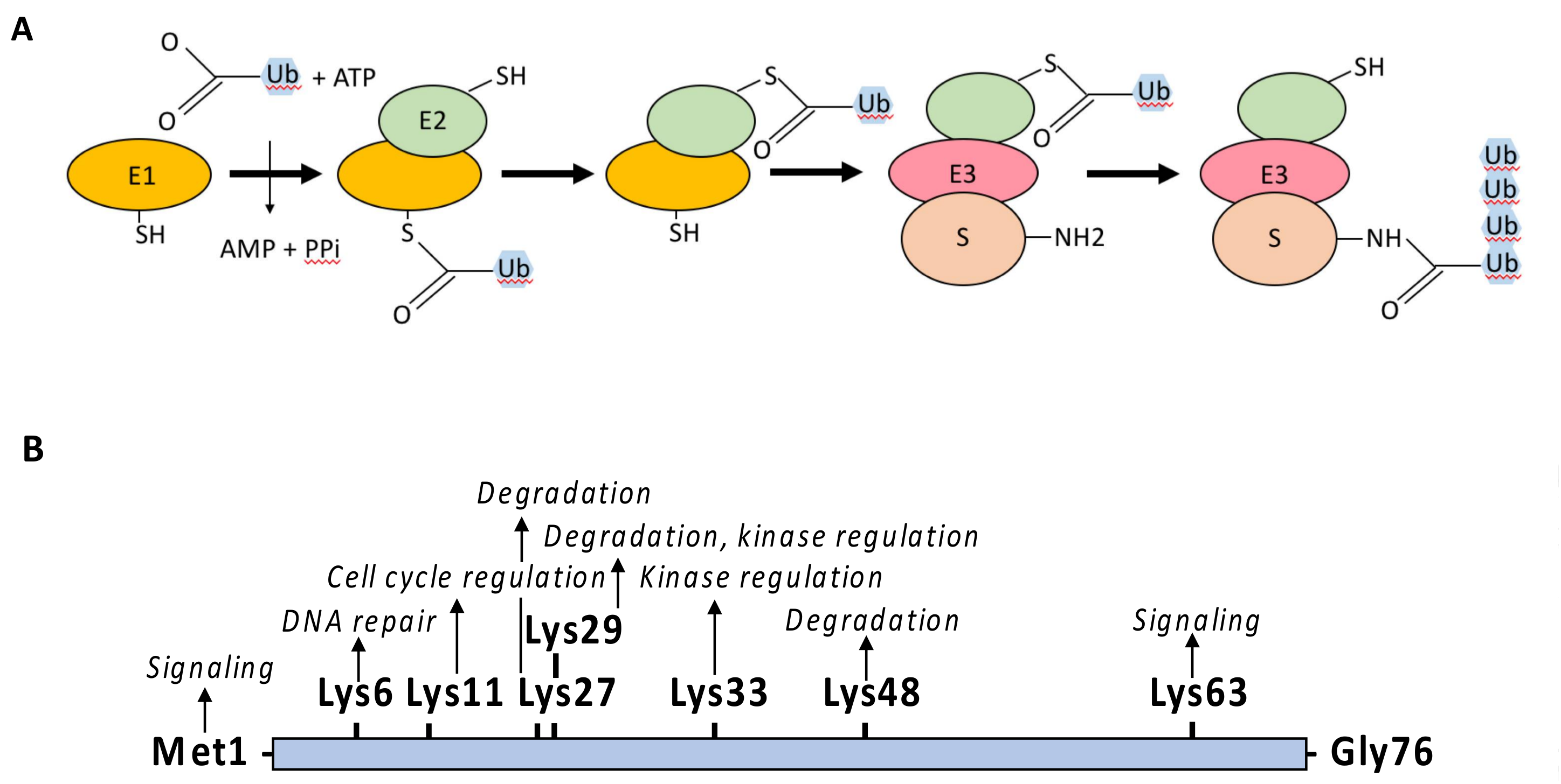 Biomedicines 06 00043 g004