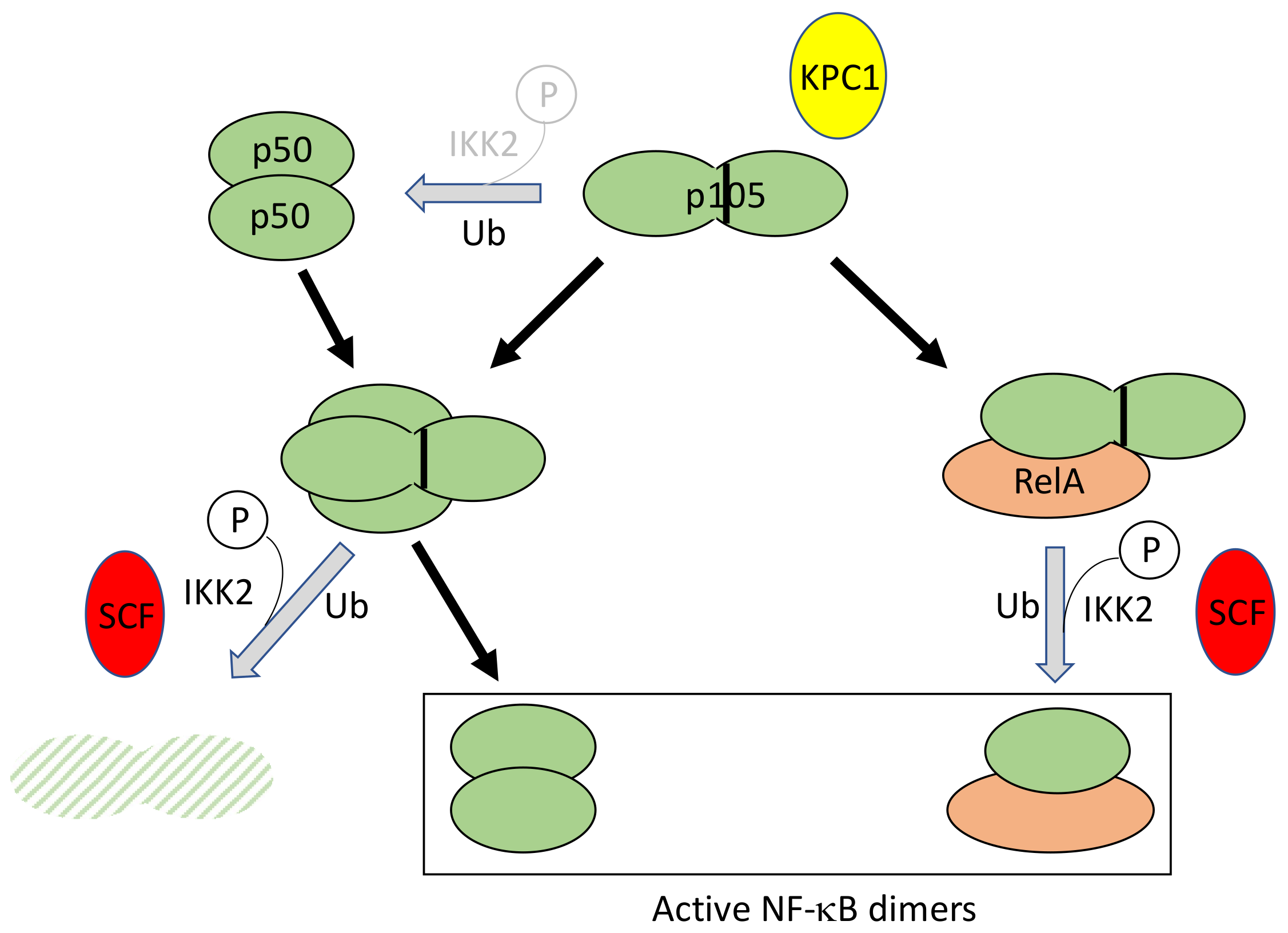 Biomedicines 06 00043 g006