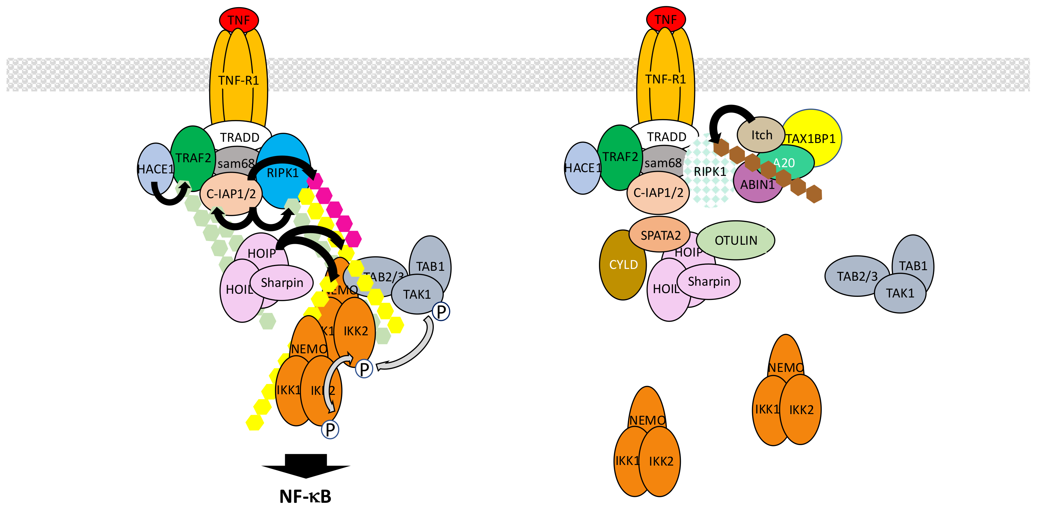 Biomedicines 06 00043 g007