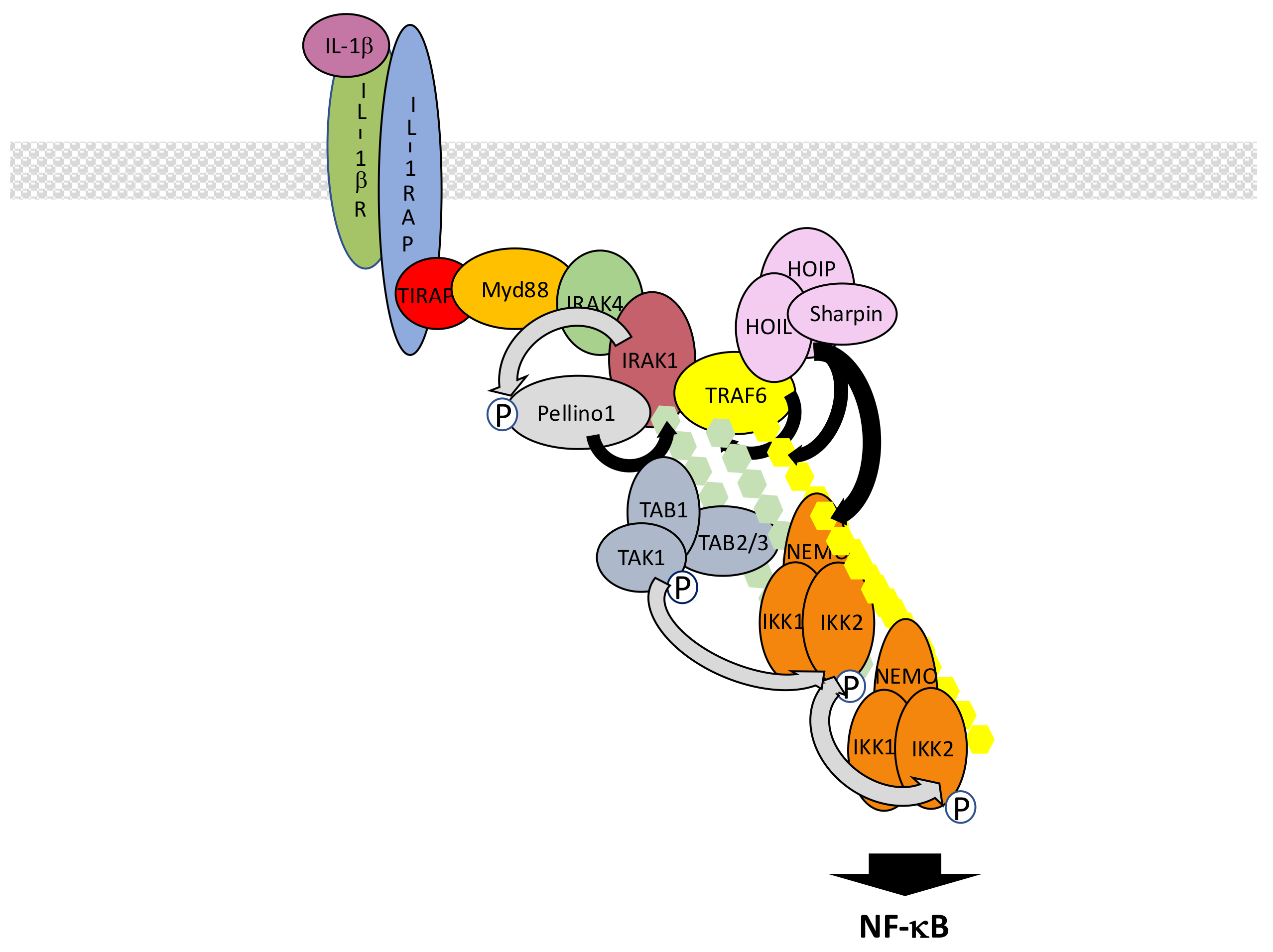 Biomedicines 06 00043 g008