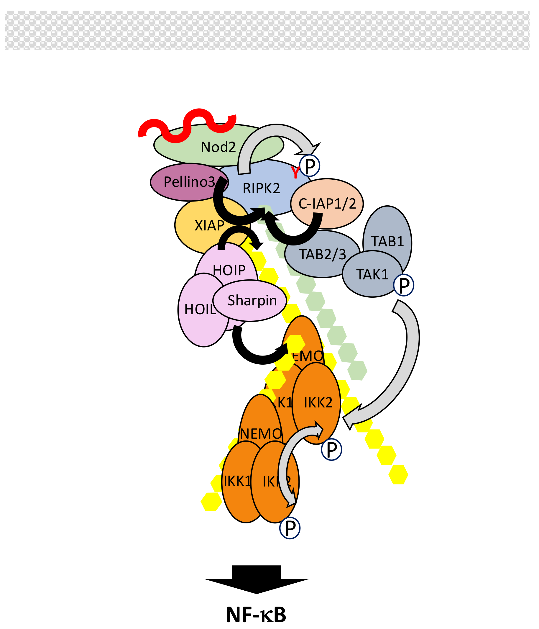 Biomedicines 06 00043 g009