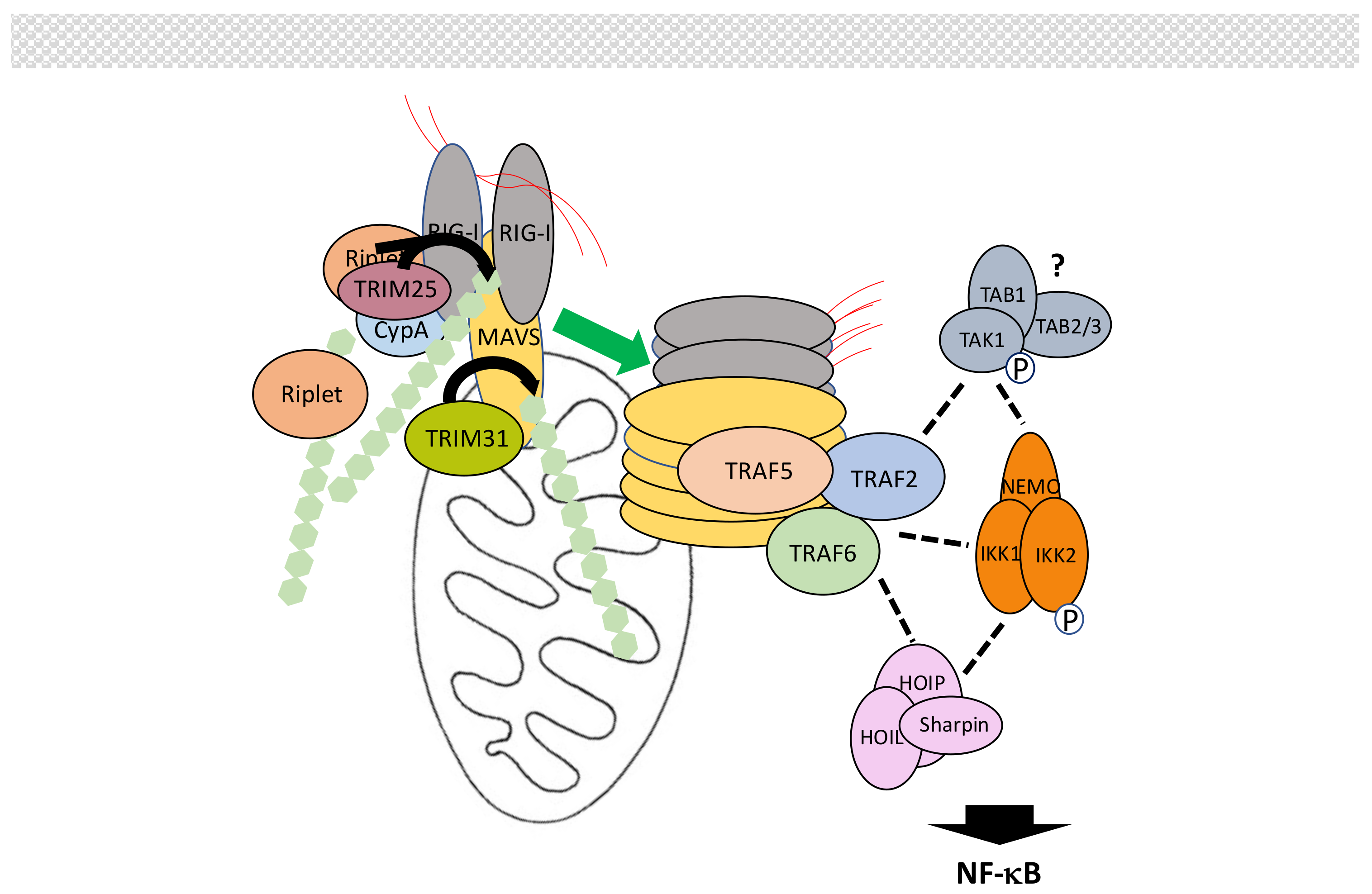 Biomedicines 06 00043 g010
