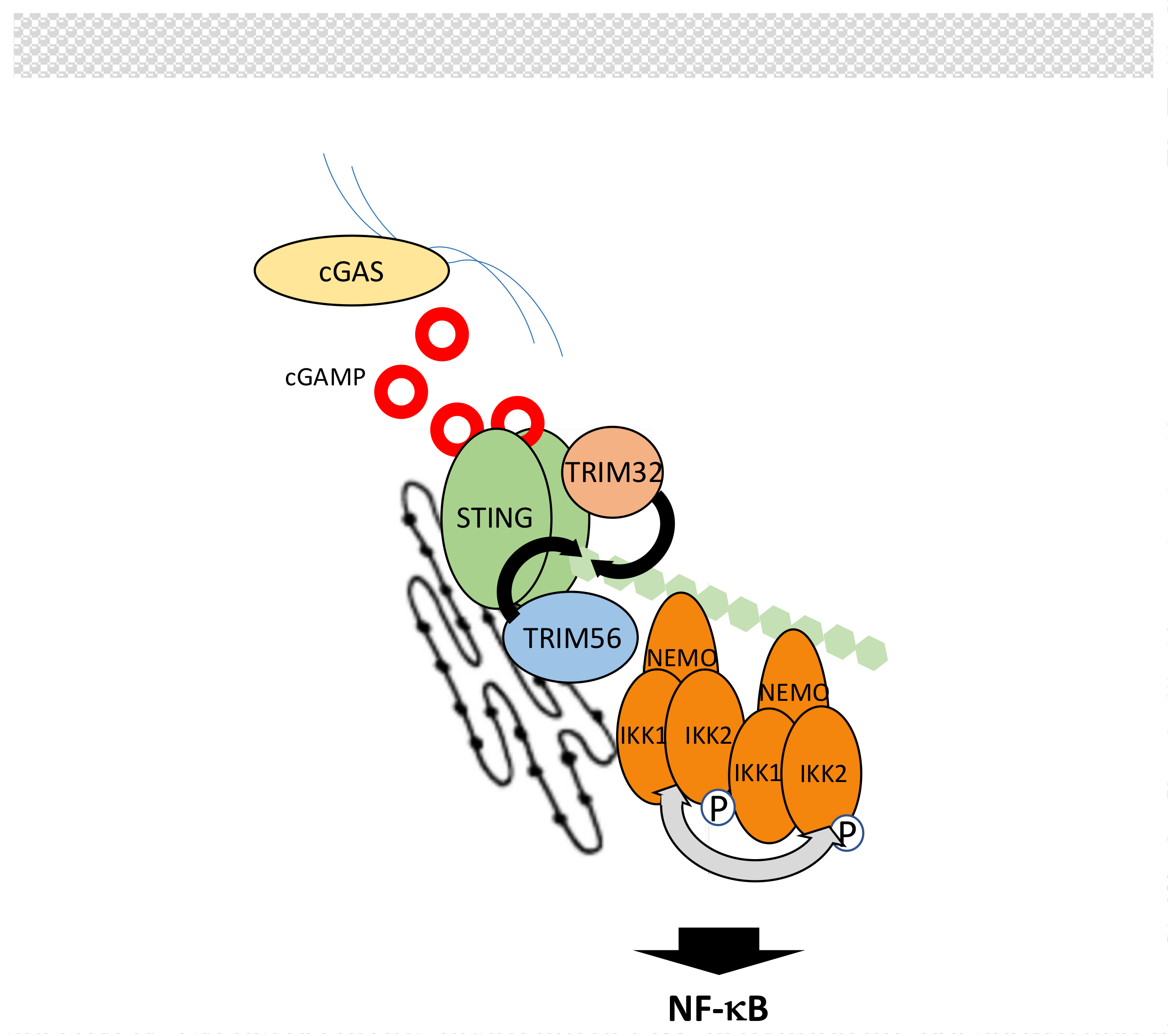 Biomedicines 06 00043 g011