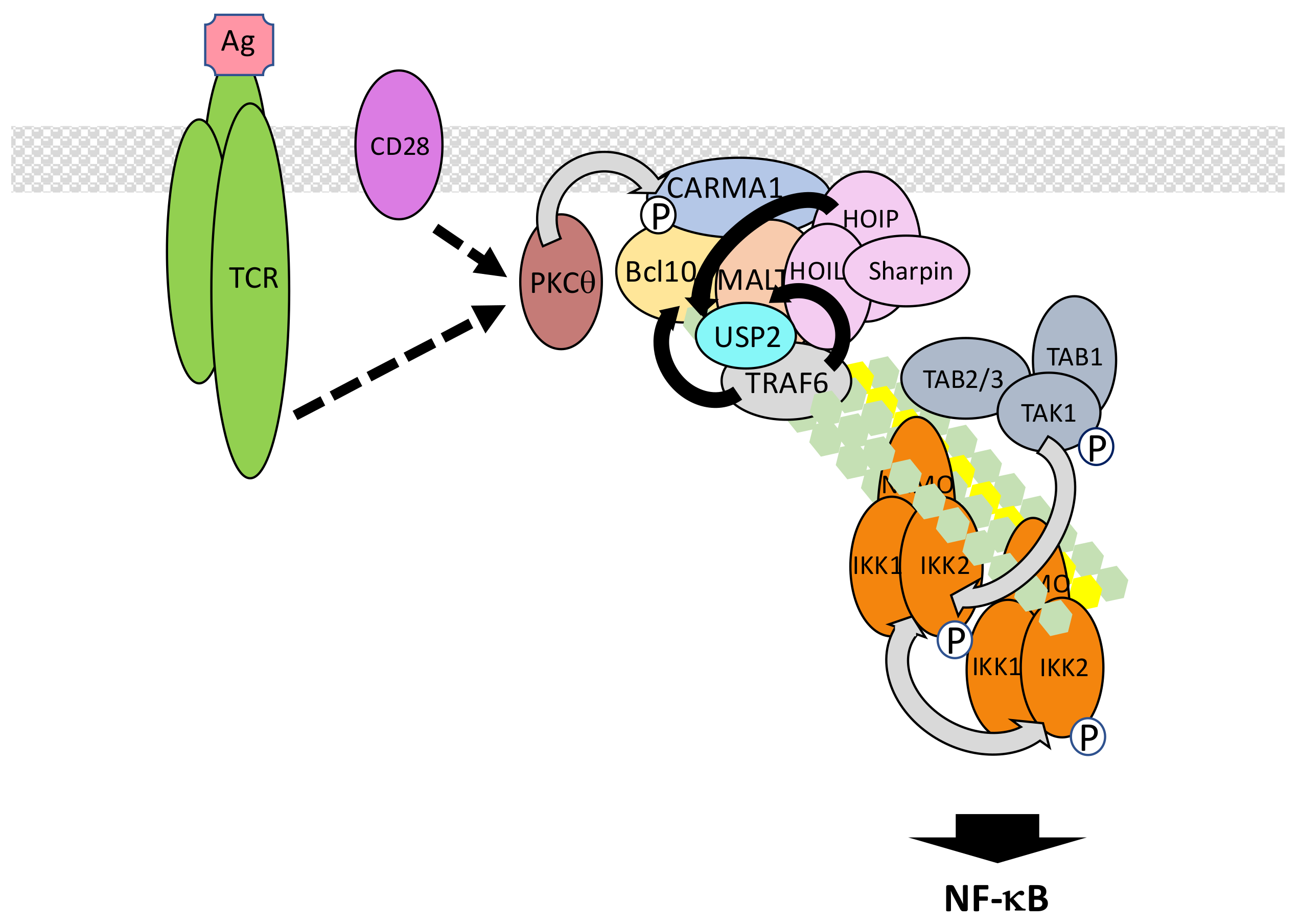 Biomedicines 06 00043 g012