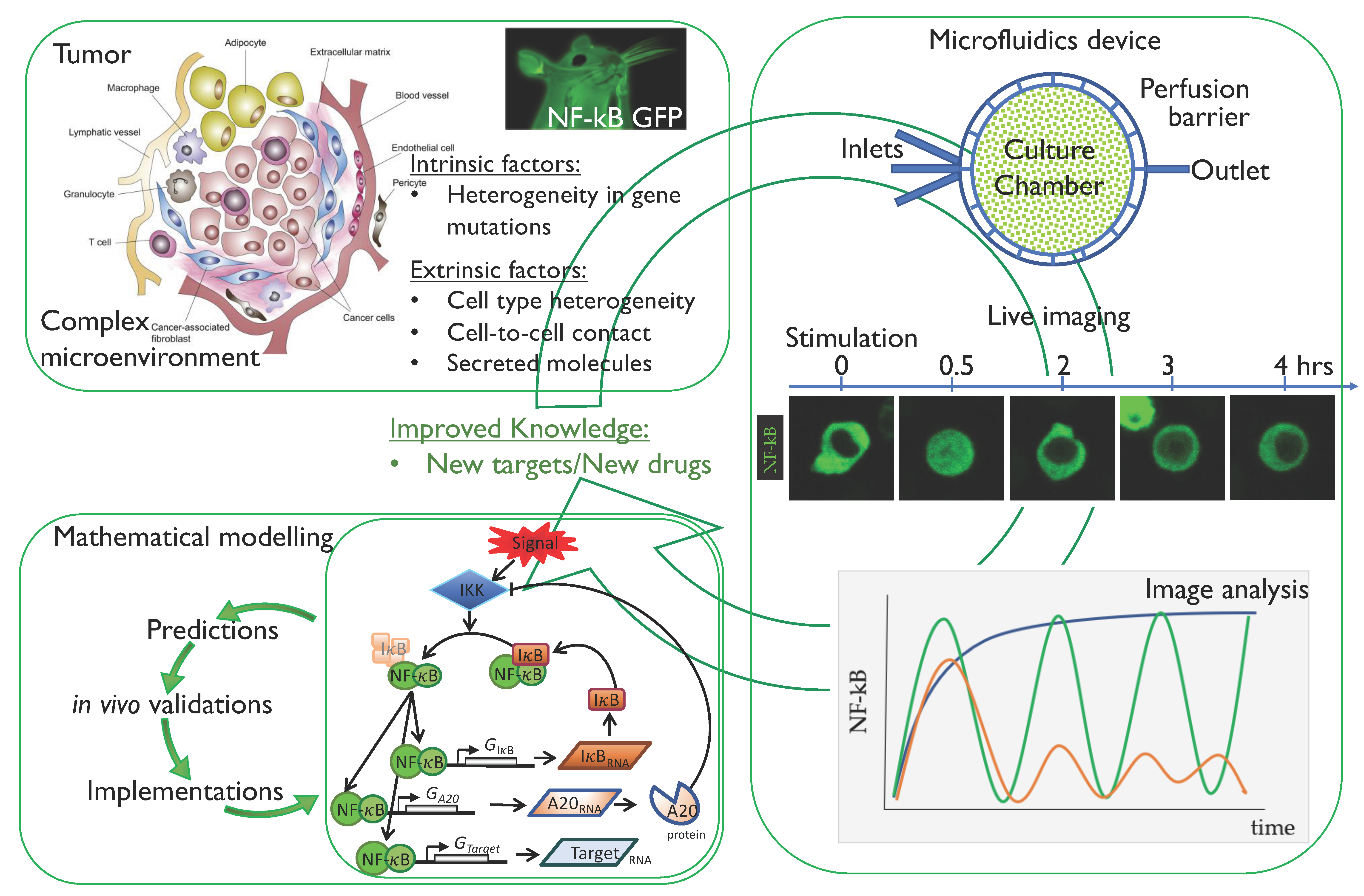 Biomedicines 06 00045 g003