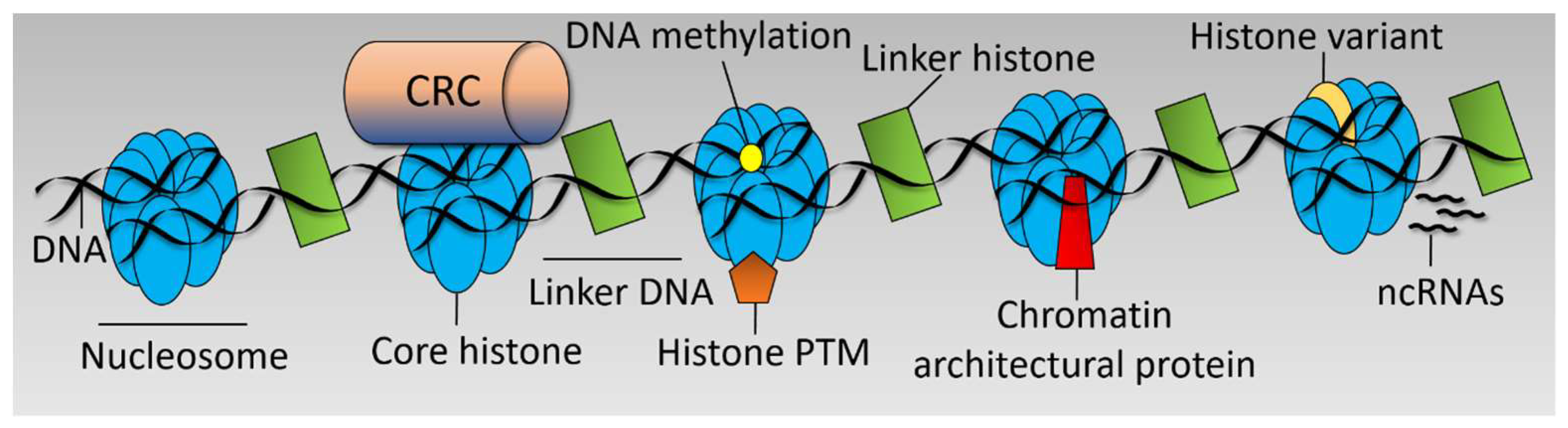 Biomedicines 06 00047 g001