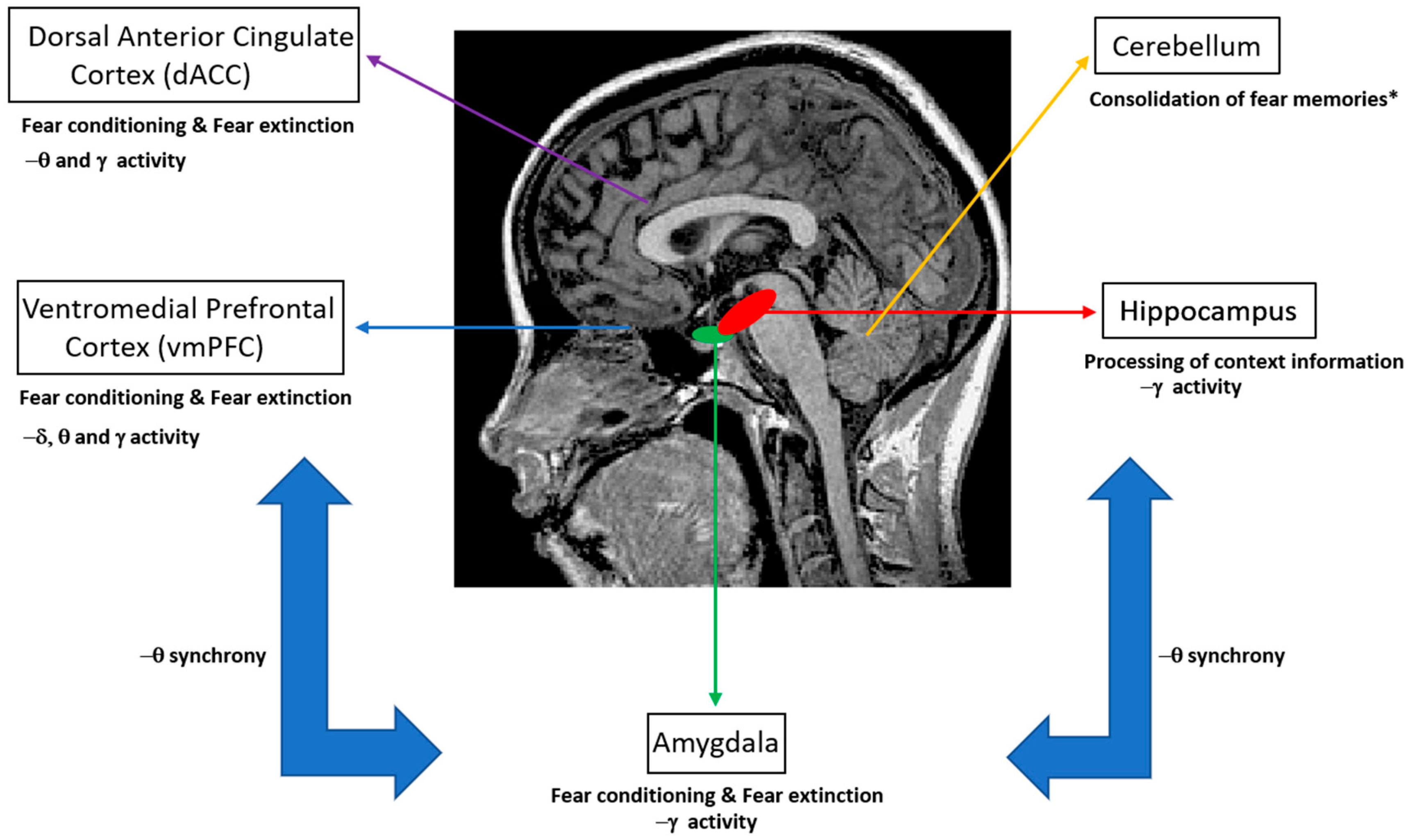 Biomedicines 06 00049 g001