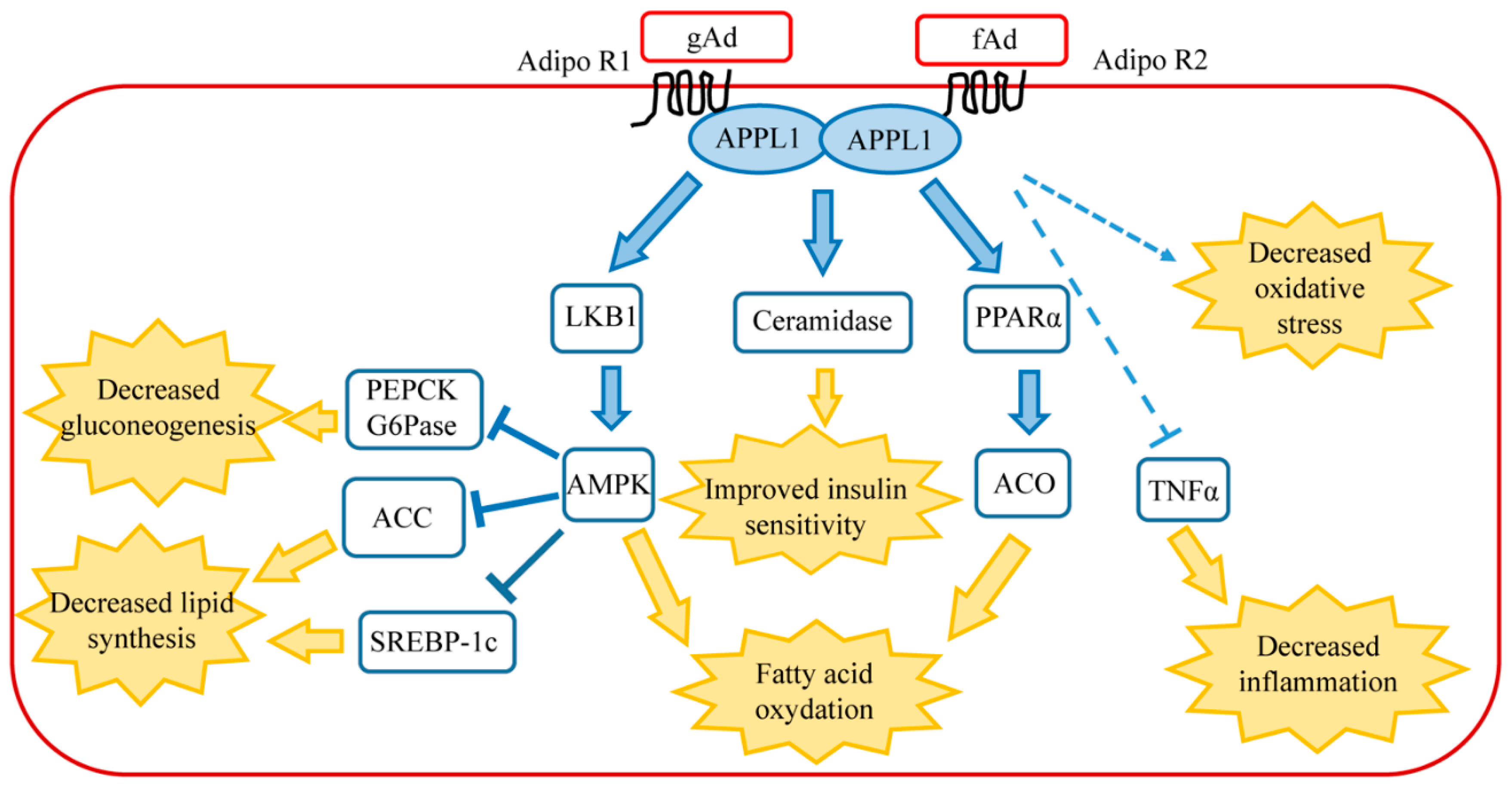 Biomedicines 06 00052 g001