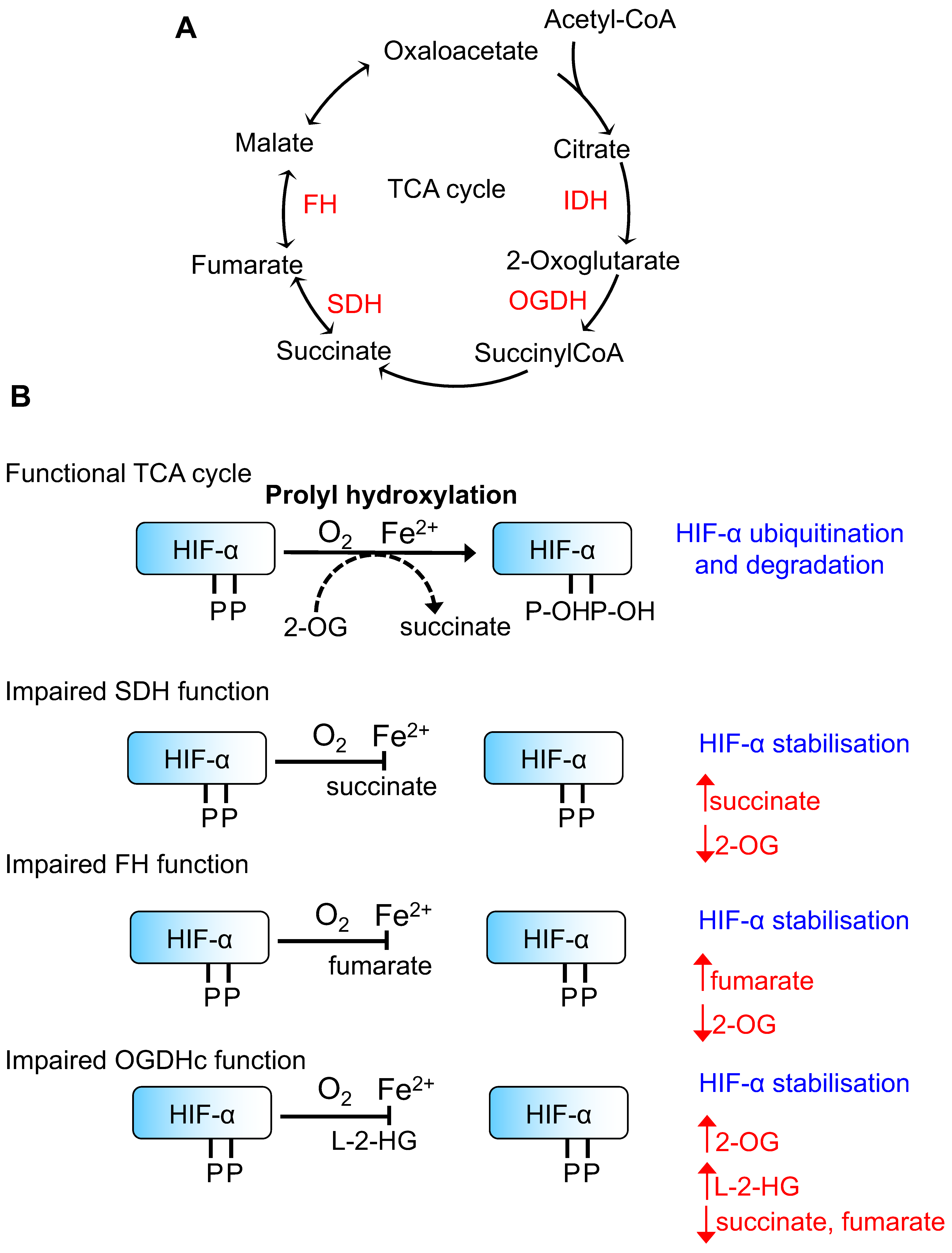 Biomedicines 06 00060 g001
