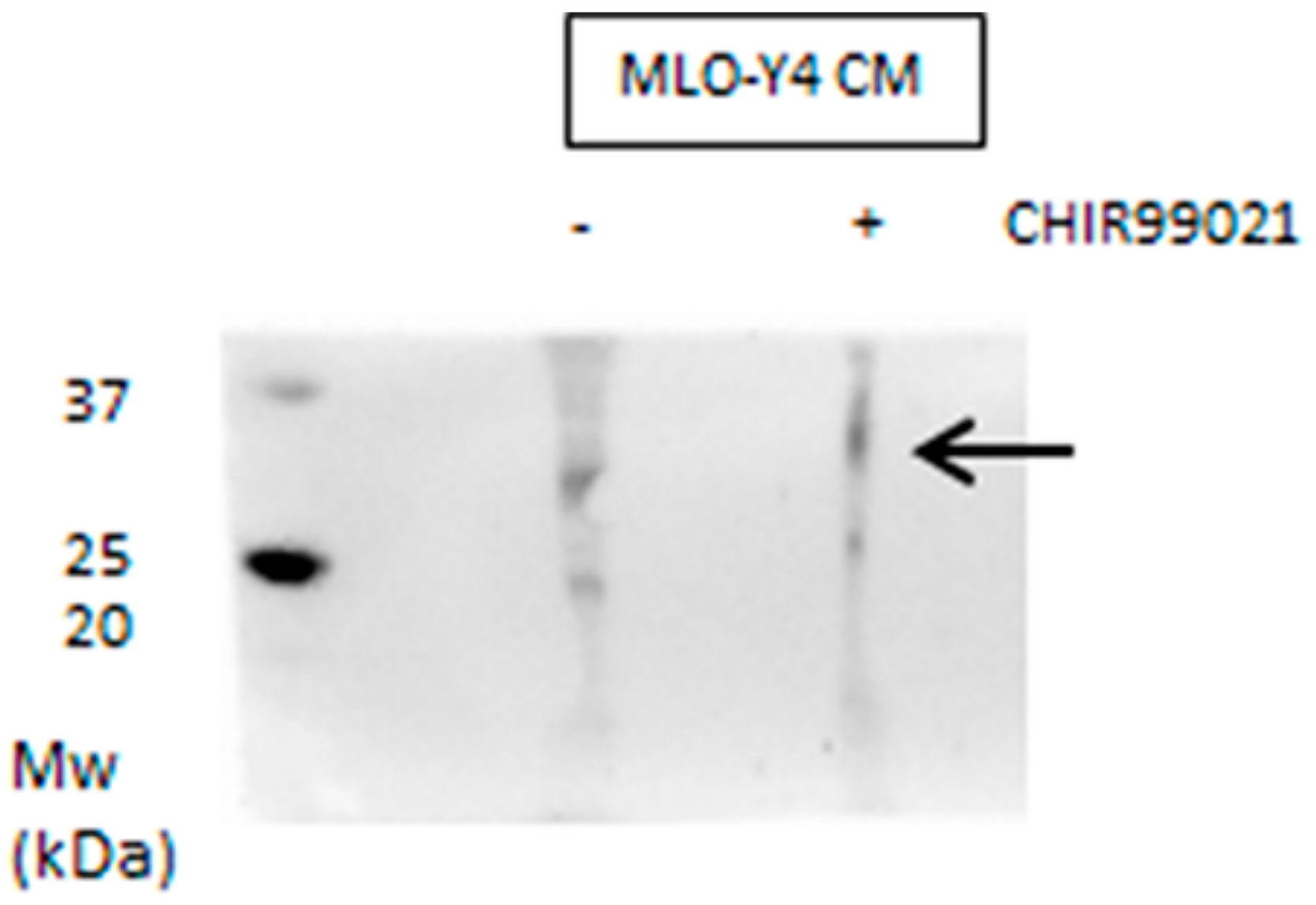 Biomedicines 06 00061 g010