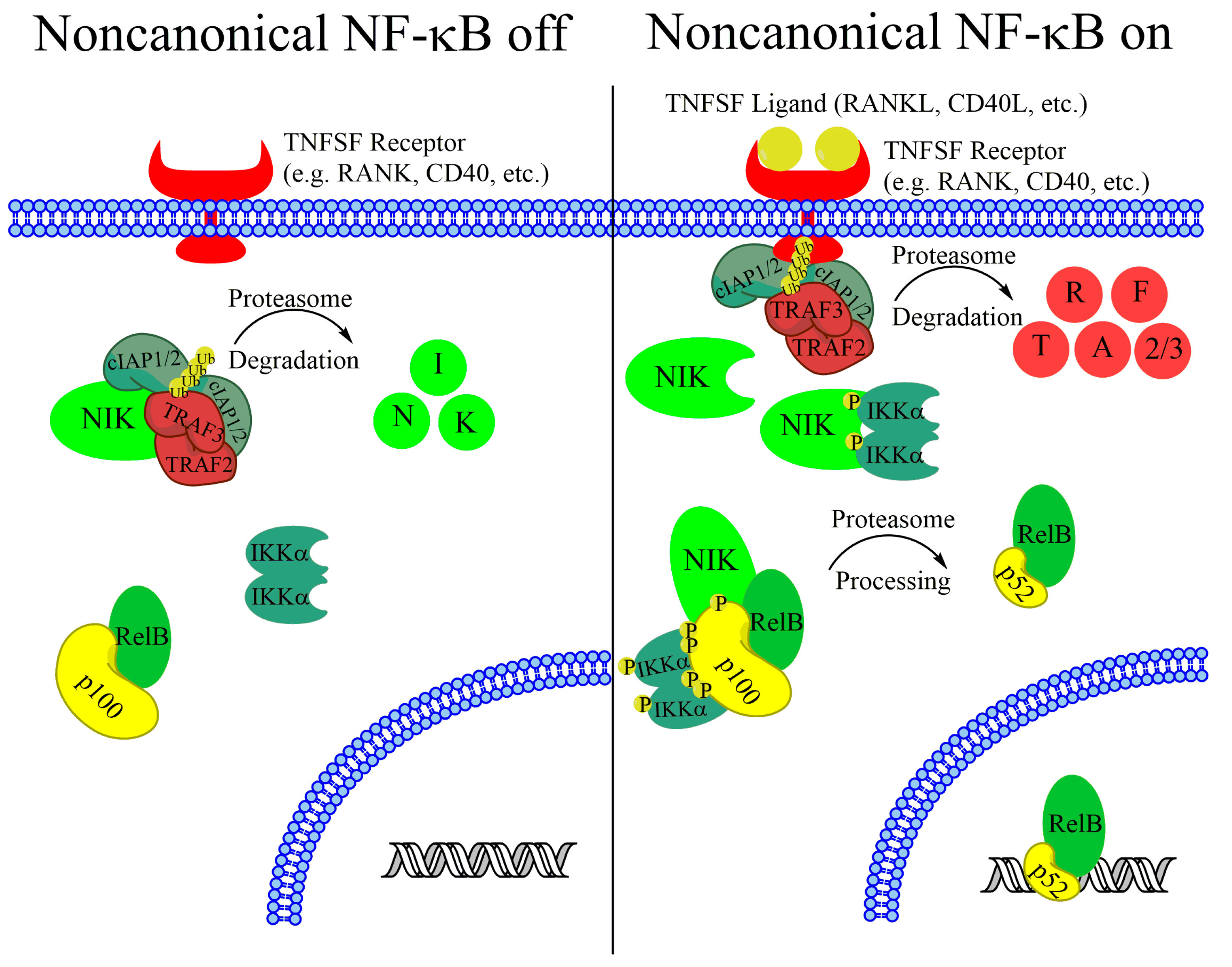 Biomedicines 06 00066 g001