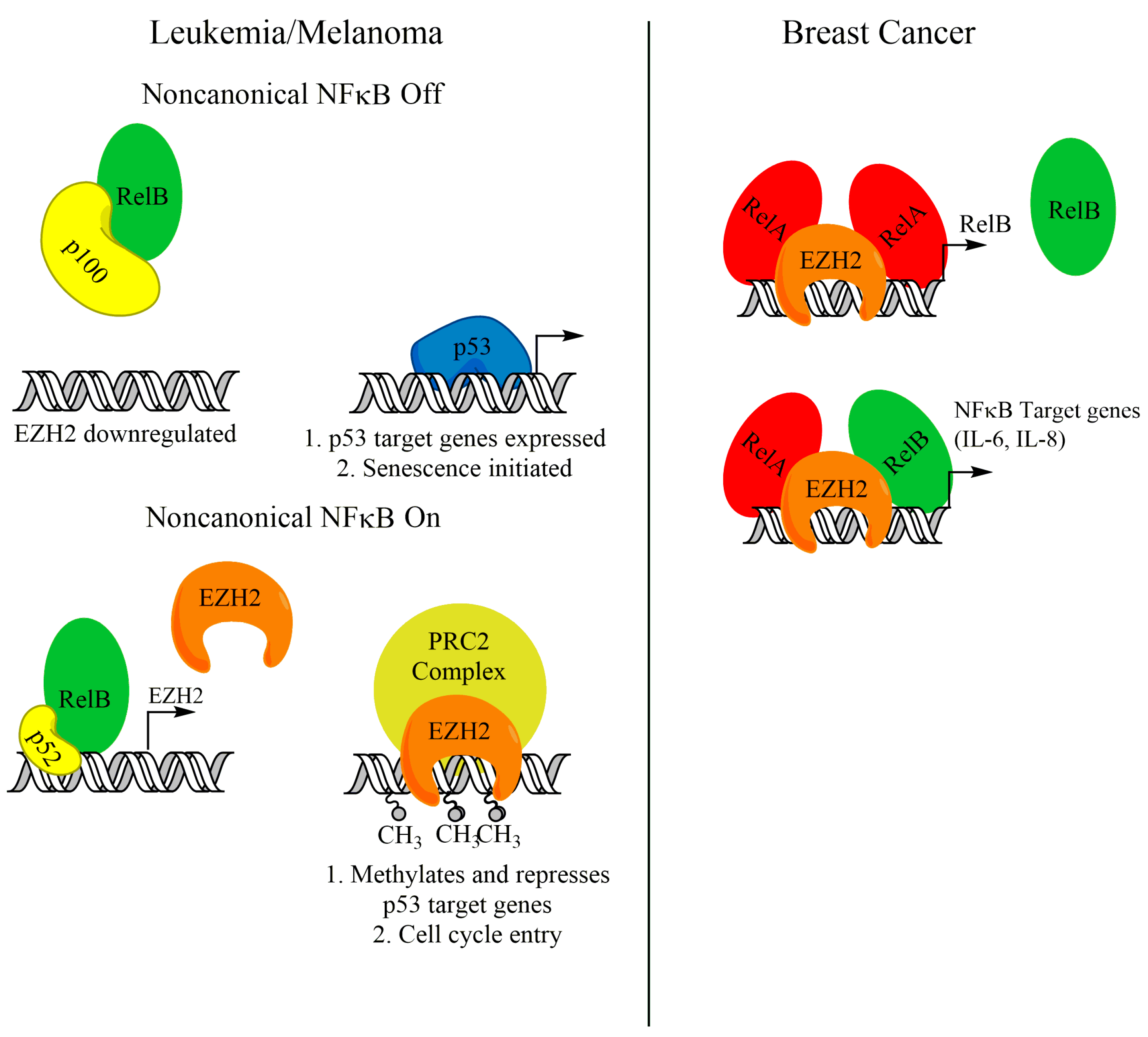 Biomedicines 06 00066 g003