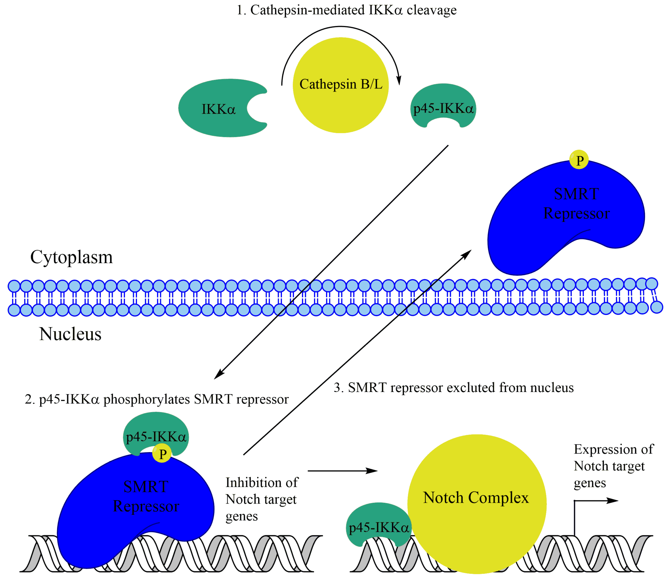 Biomedicines 06 00066 g004