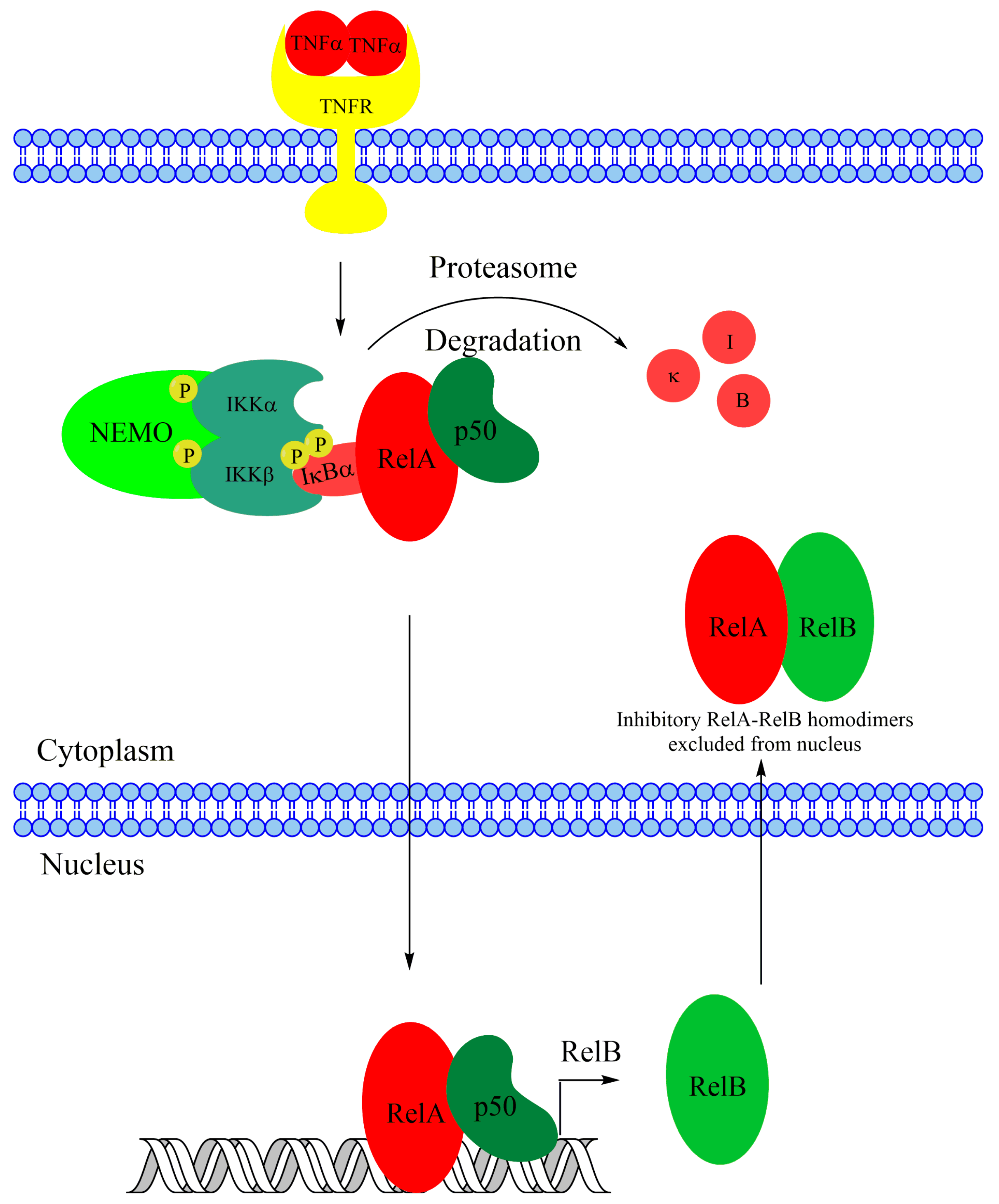Biomedicines 06 00066 g005
