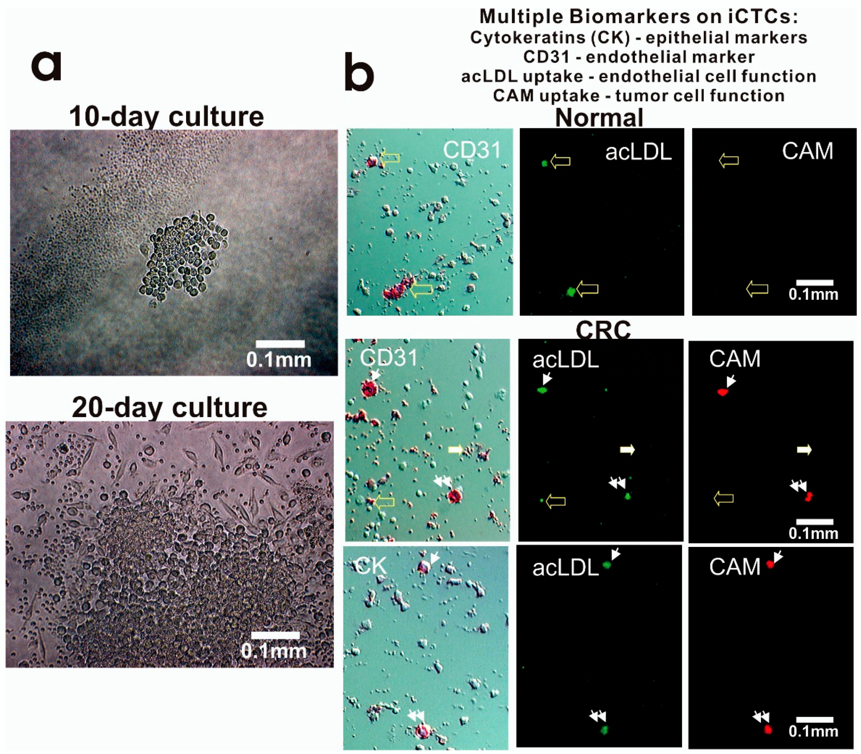 Biomedicines 06 00069 g005