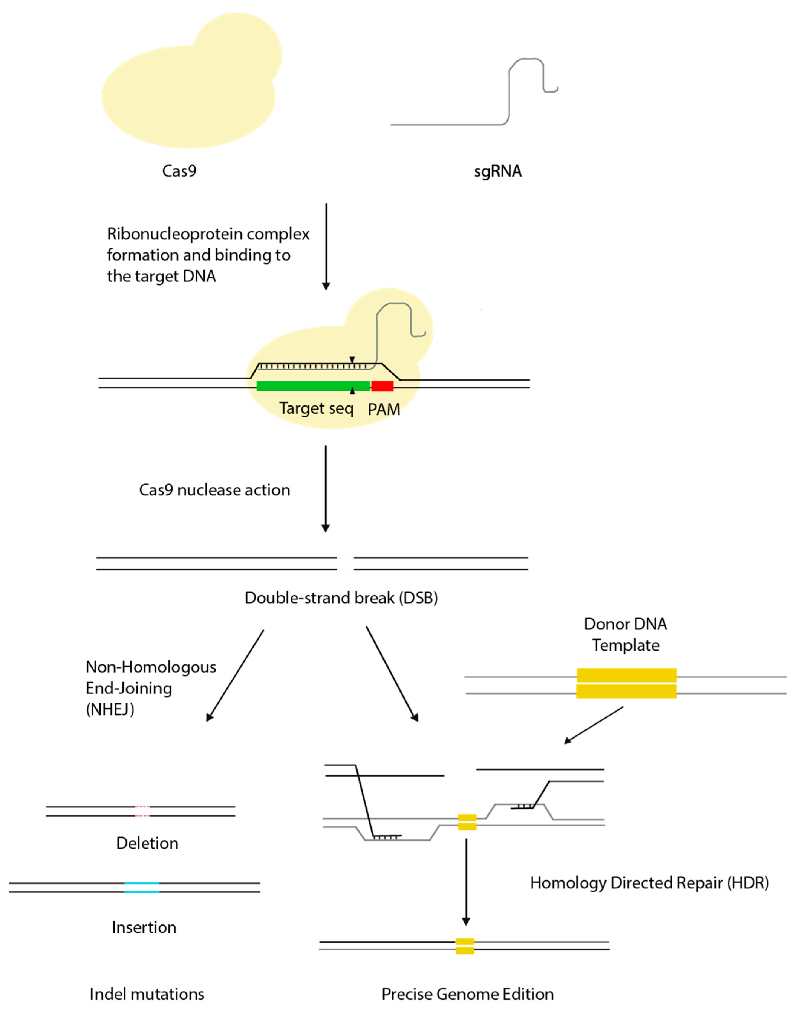 Biomedicines 06 00105 g001