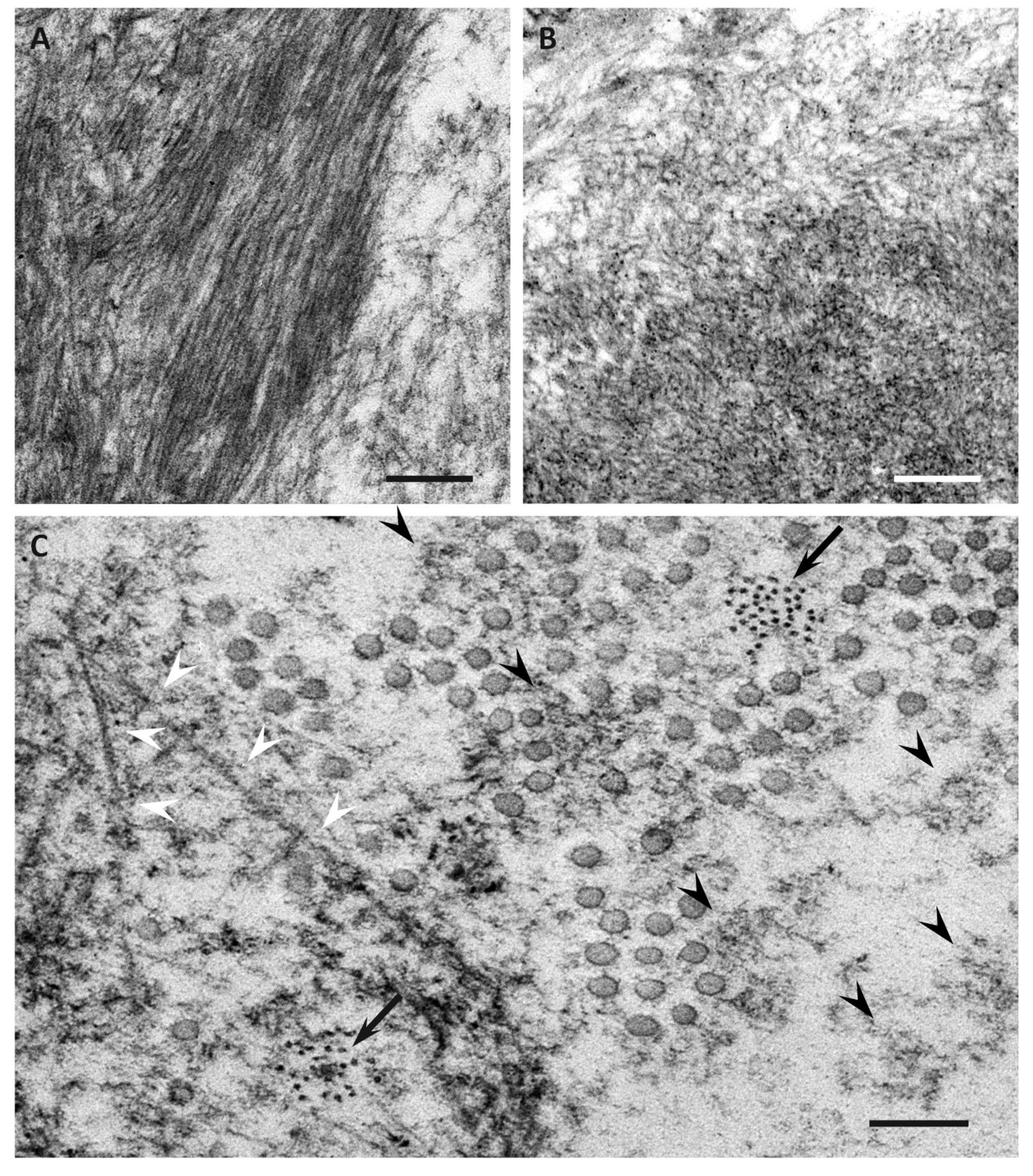 Biomedicines 07 00011 g002