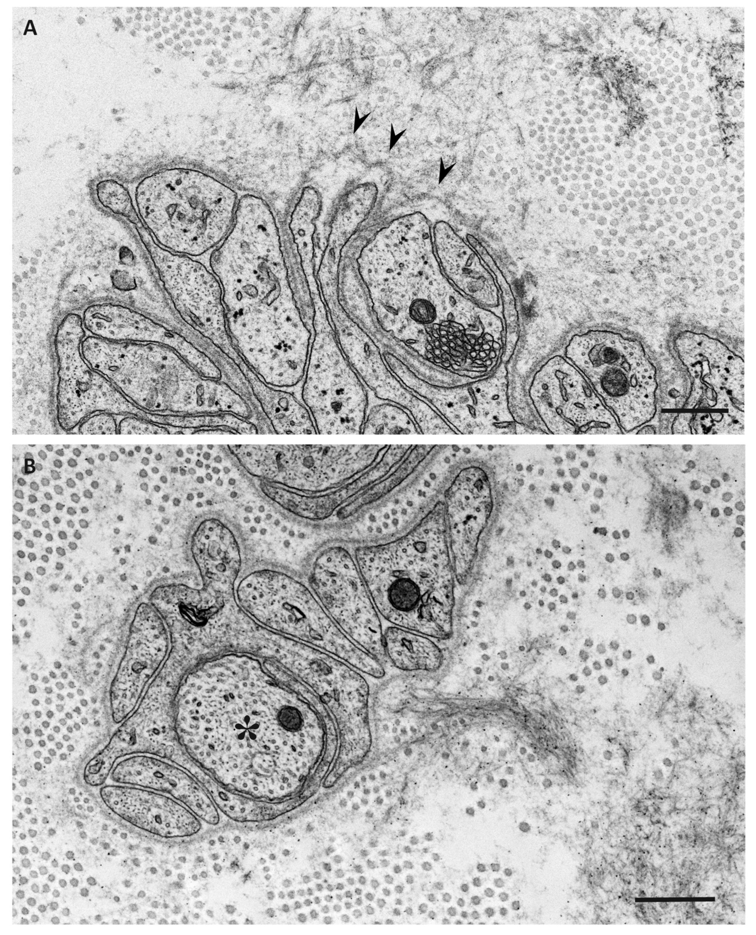 Biomedicines 07 00011 g003