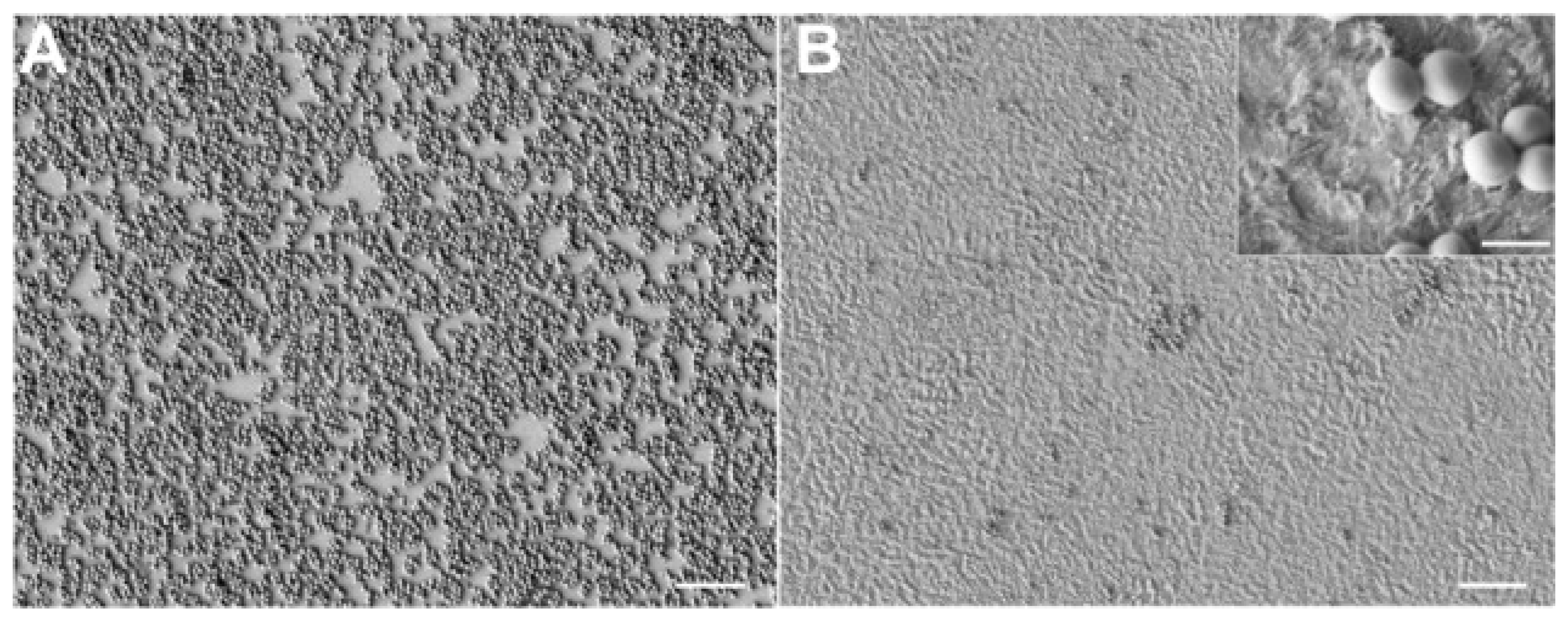 Biomedicines 07 00012 g003